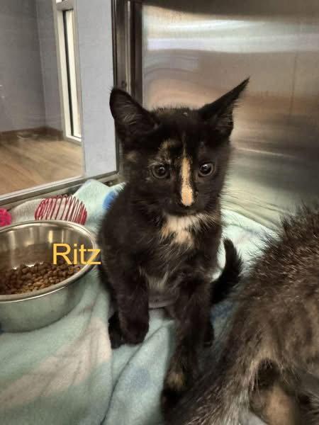 Ritz, Adopted, Kitten Female Domestic Short Hair.