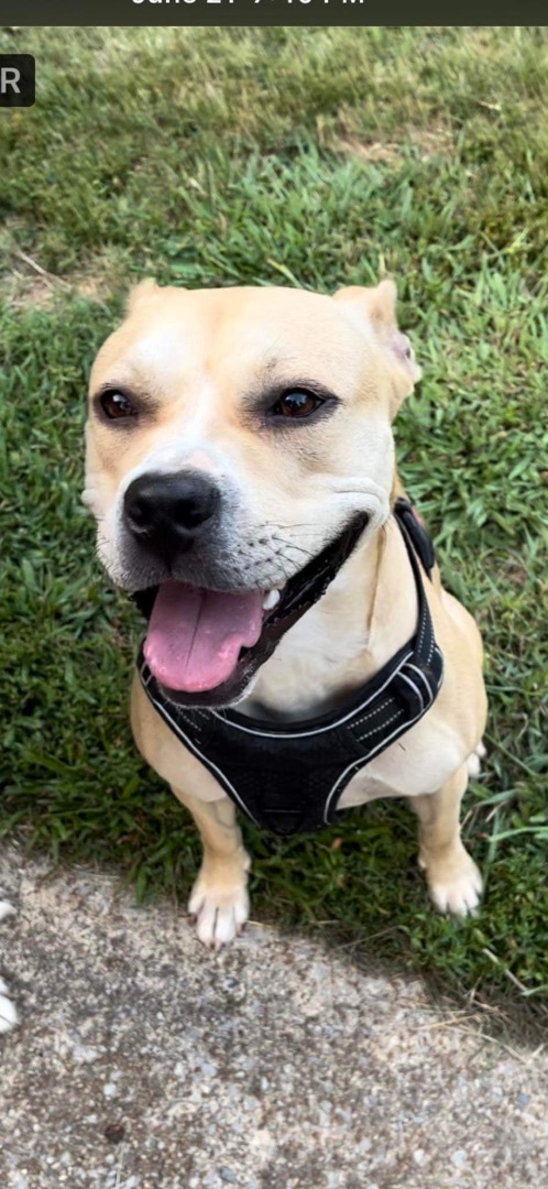 Leta, a Adoptable mixed breed in Greenfield, TN image 1/9