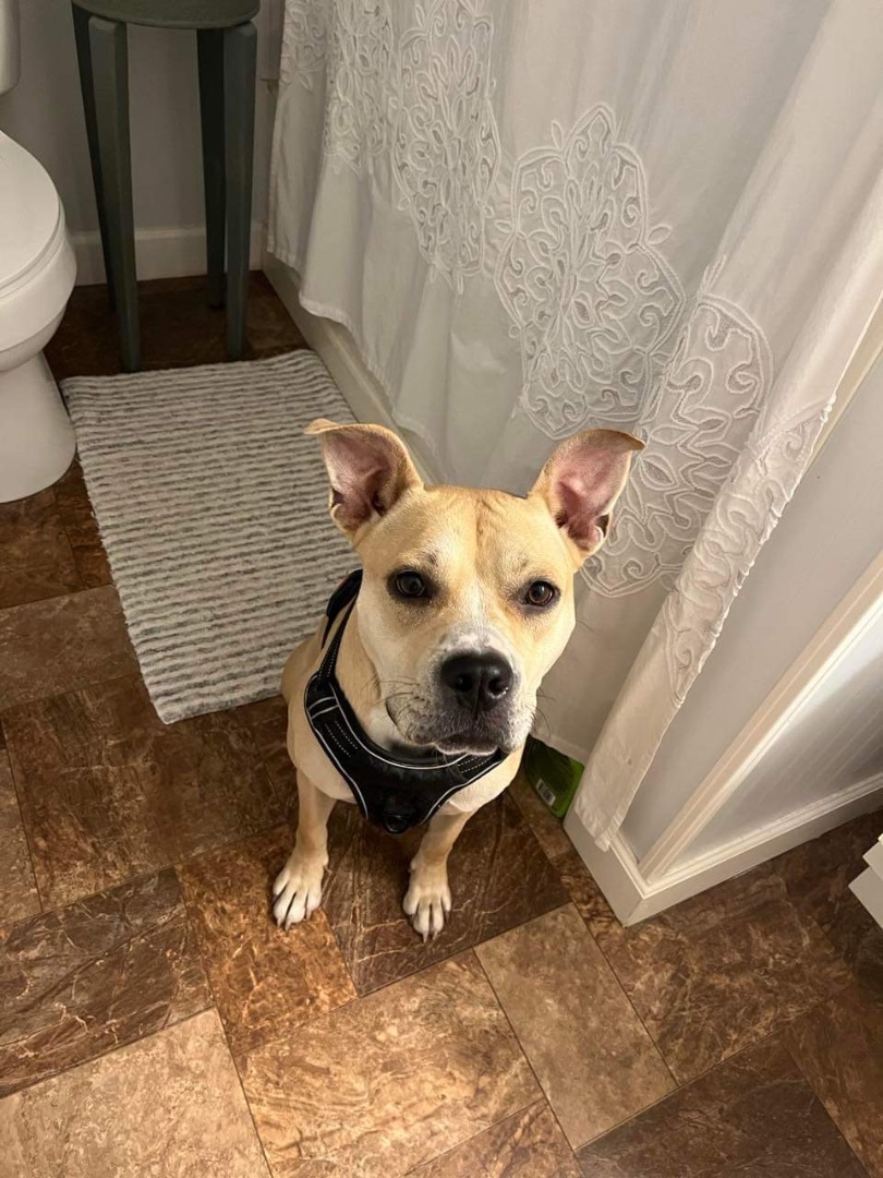 Leta, a Adoptable mixed breed in Greenfield, TN image 2/9