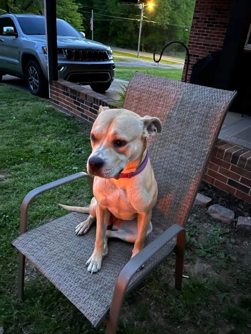 Leta, a Adoptable mixed breed in Greenfield, TN image 3/9