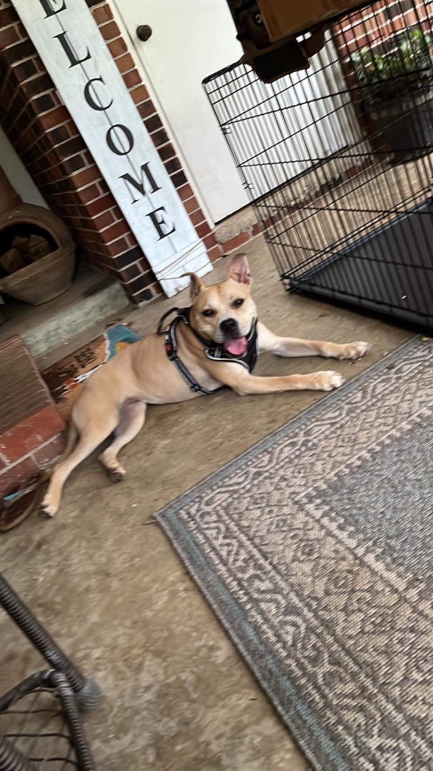 Leta, a Adoptable mixed breed in Greenfield, TN image 4/9