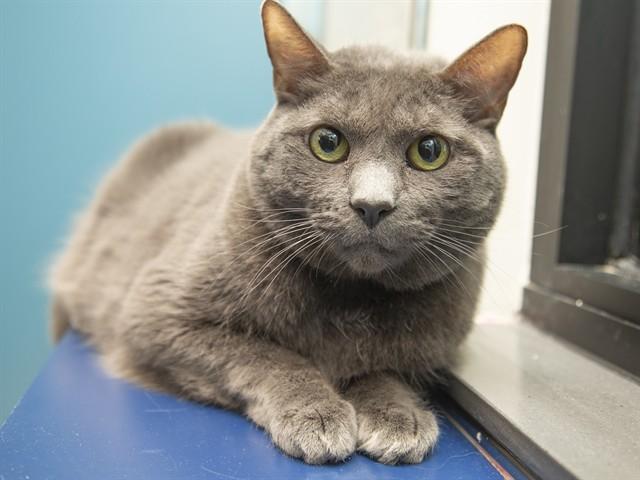 Enlarge LEIA, a Adoptable Domestic Short Hair in Phoenix, AZ image 1/1