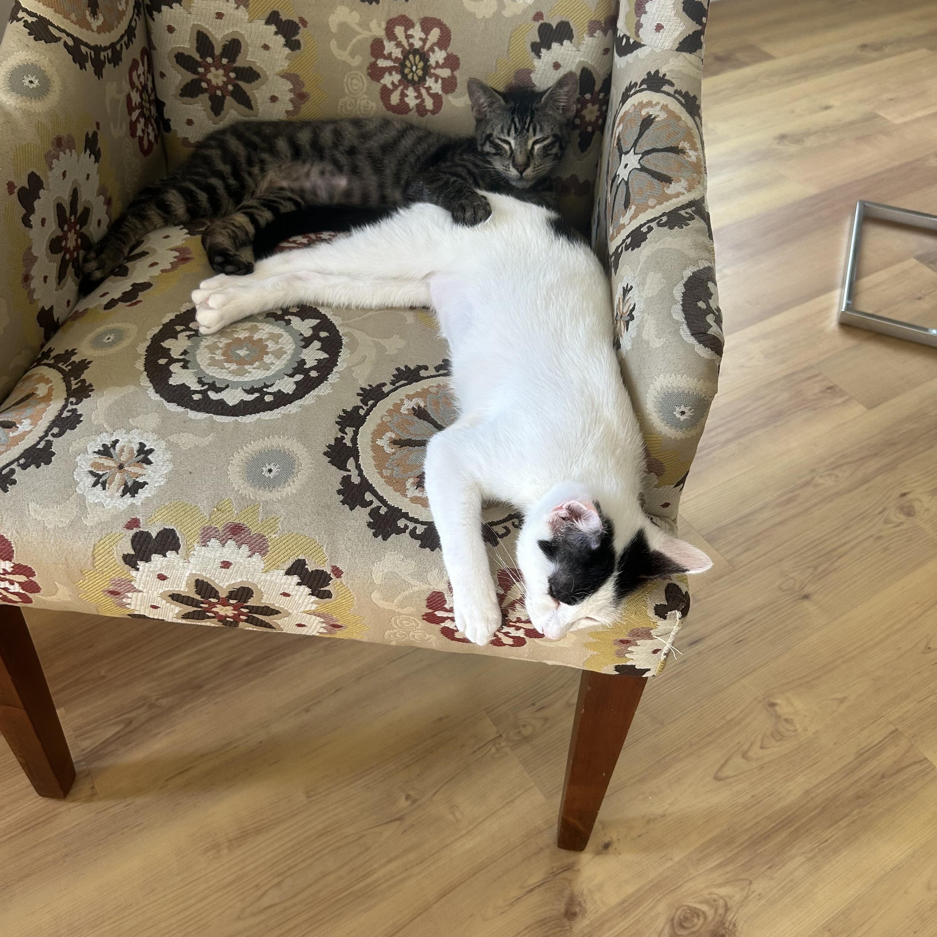 Sebastian, a ADOPTABLE Domestic Short Hair in Woodinville, WA image 3/5
