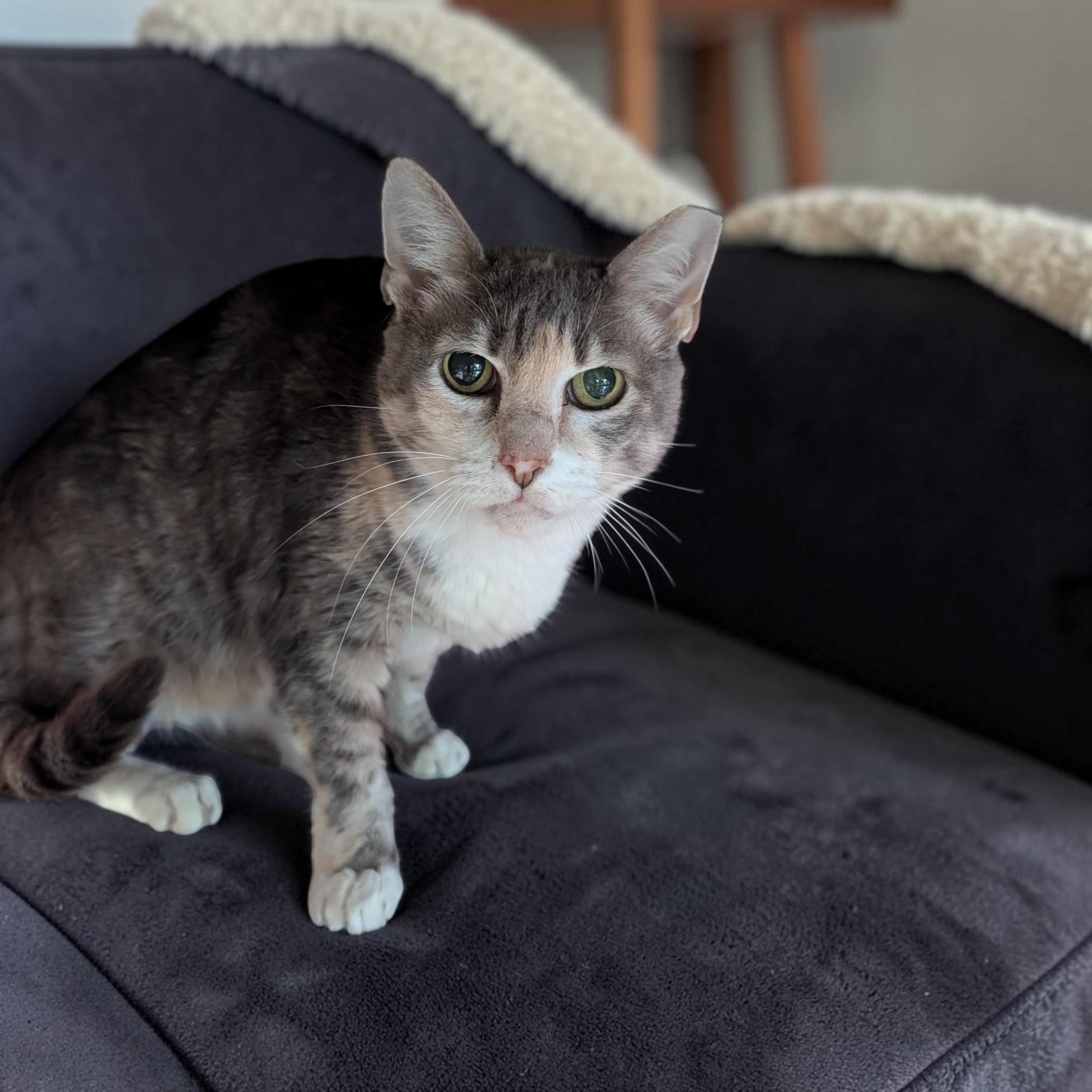 Enlarge Pinky, a Adoptable Dilute Calico in Hagerstown, MD image 2/5