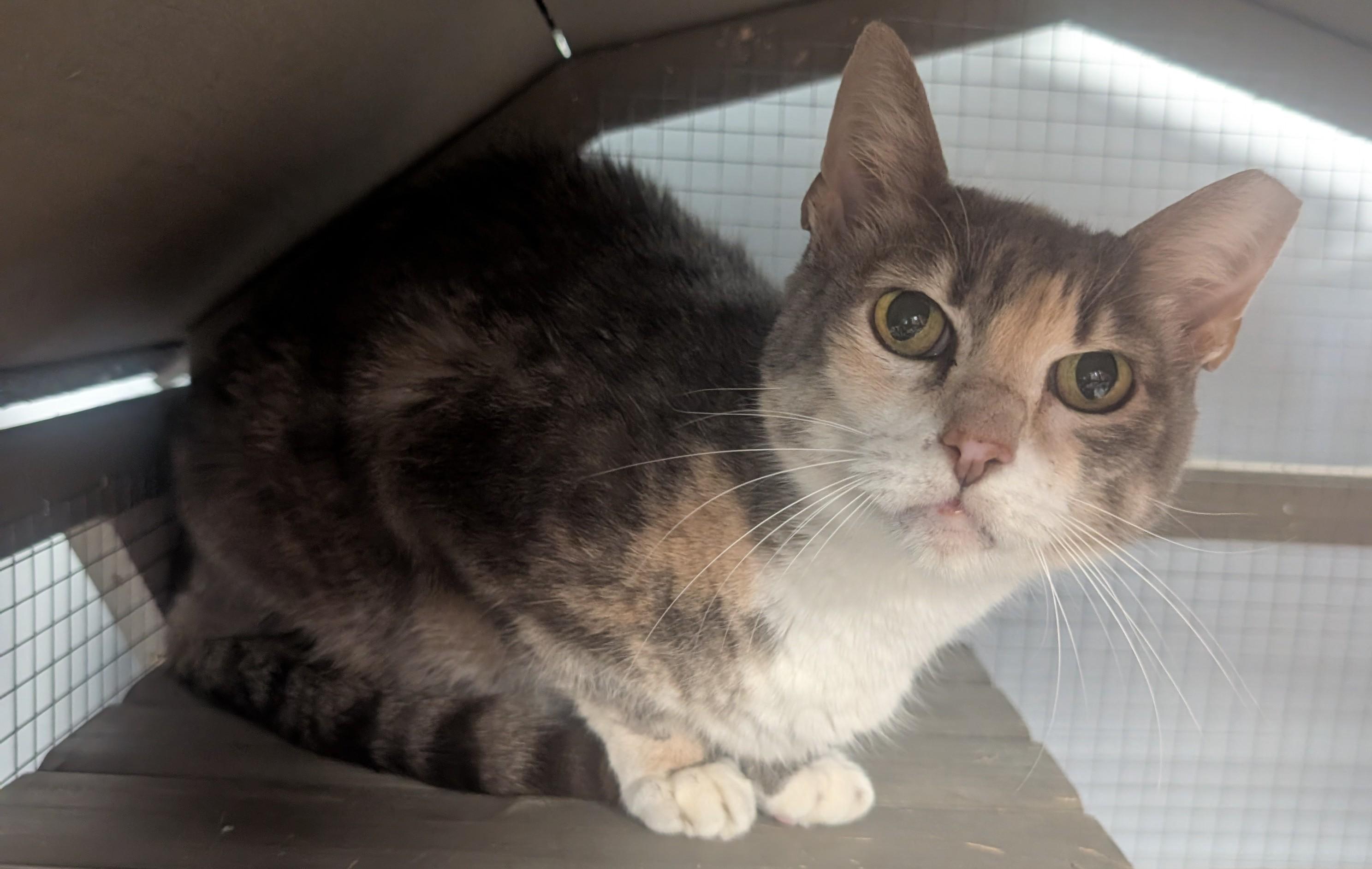 Enlarge Pinky, a Adoptable Dilute Calico in Hagerstown, MD image 4/5