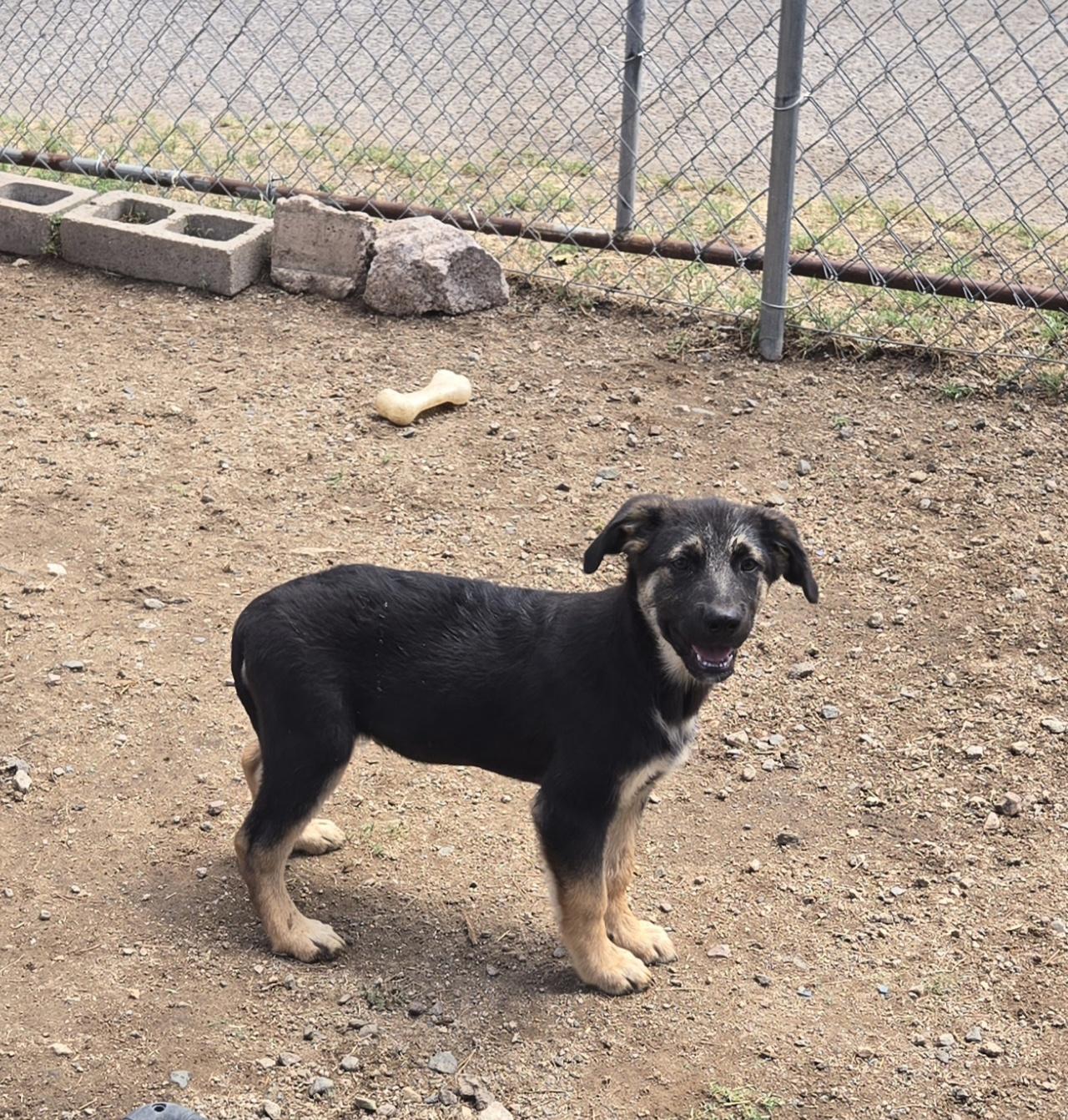 Fisher, Adoptable, Young Male German Shepherd Dog.
