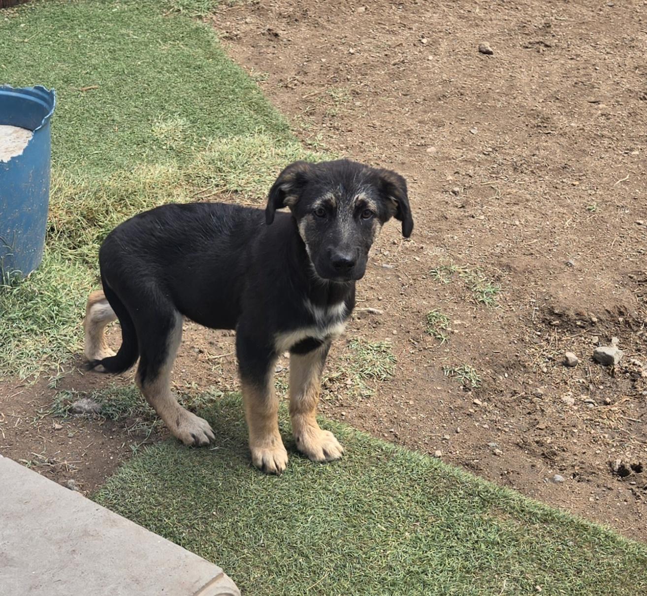 Fisher, a Adoptable mixed breed in Nogales, AZ image 2/3