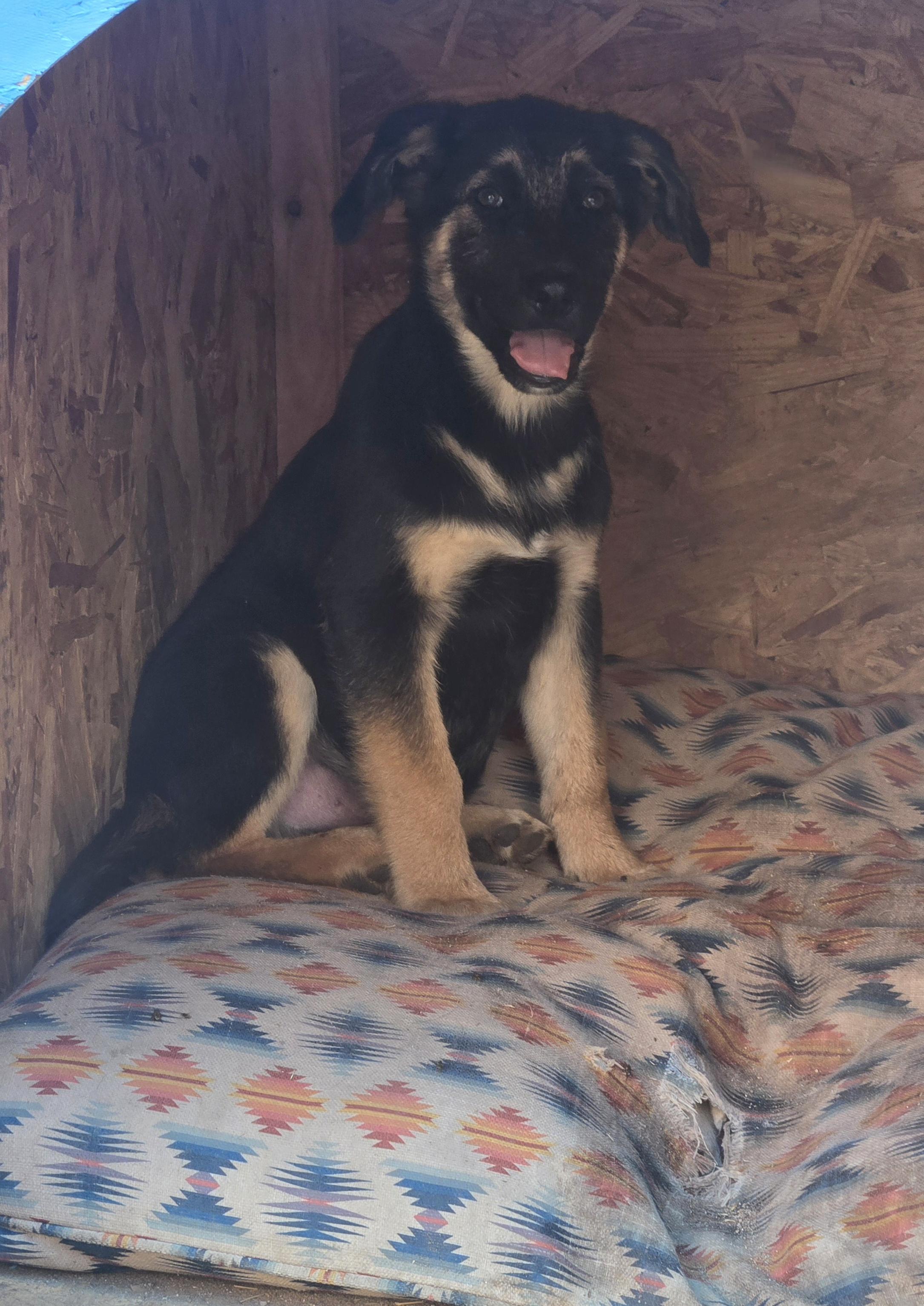 Fisher, a Adoptable mixed breed in Nogales, AZ image 3/3