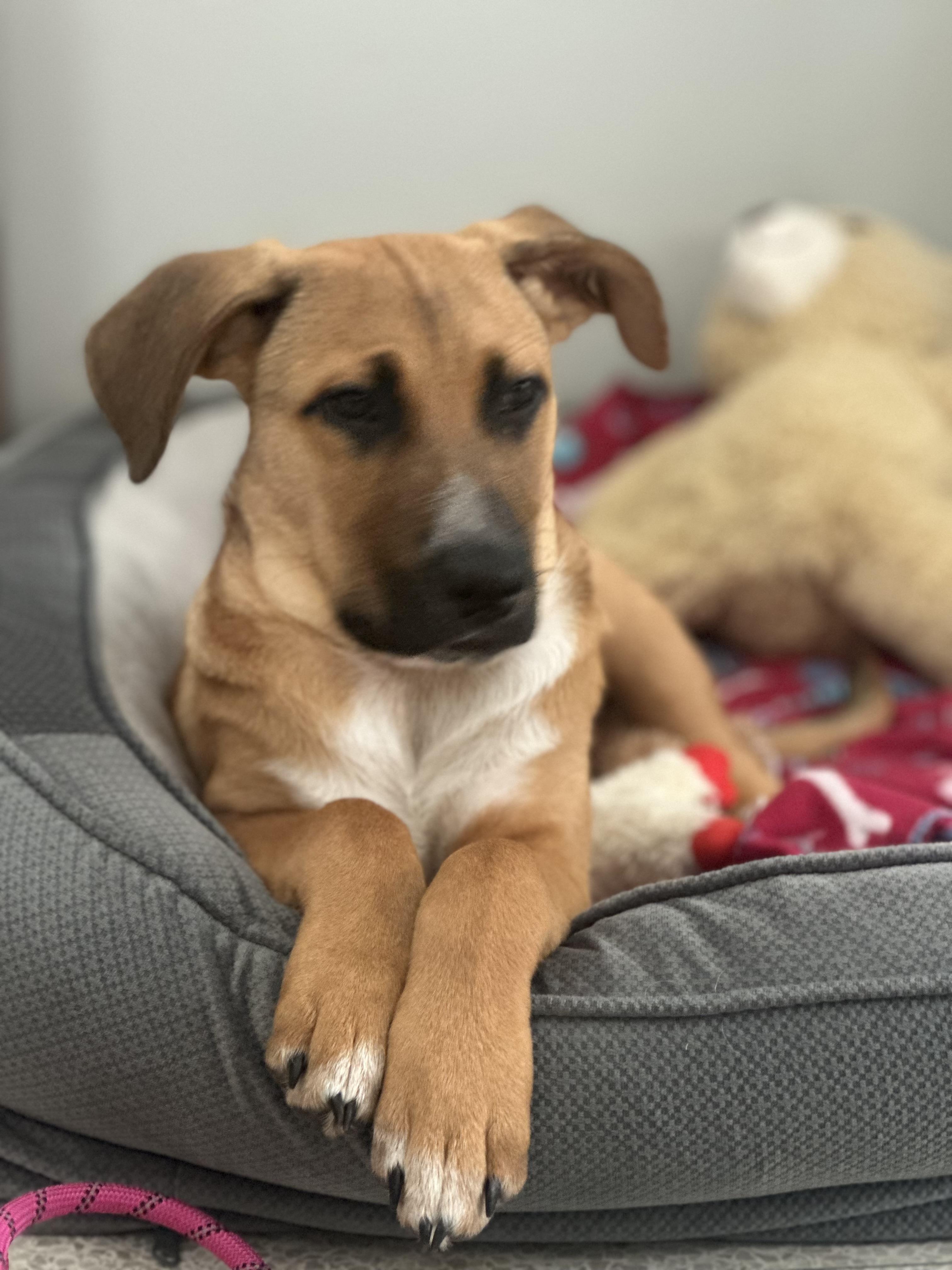 Miguel, Baby Male Shepherd
