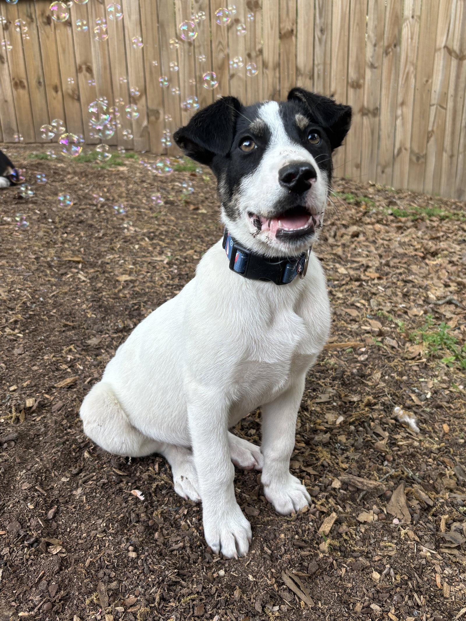 Marlin, Adopted, Young Male Border Collie & Great Pyrenees.