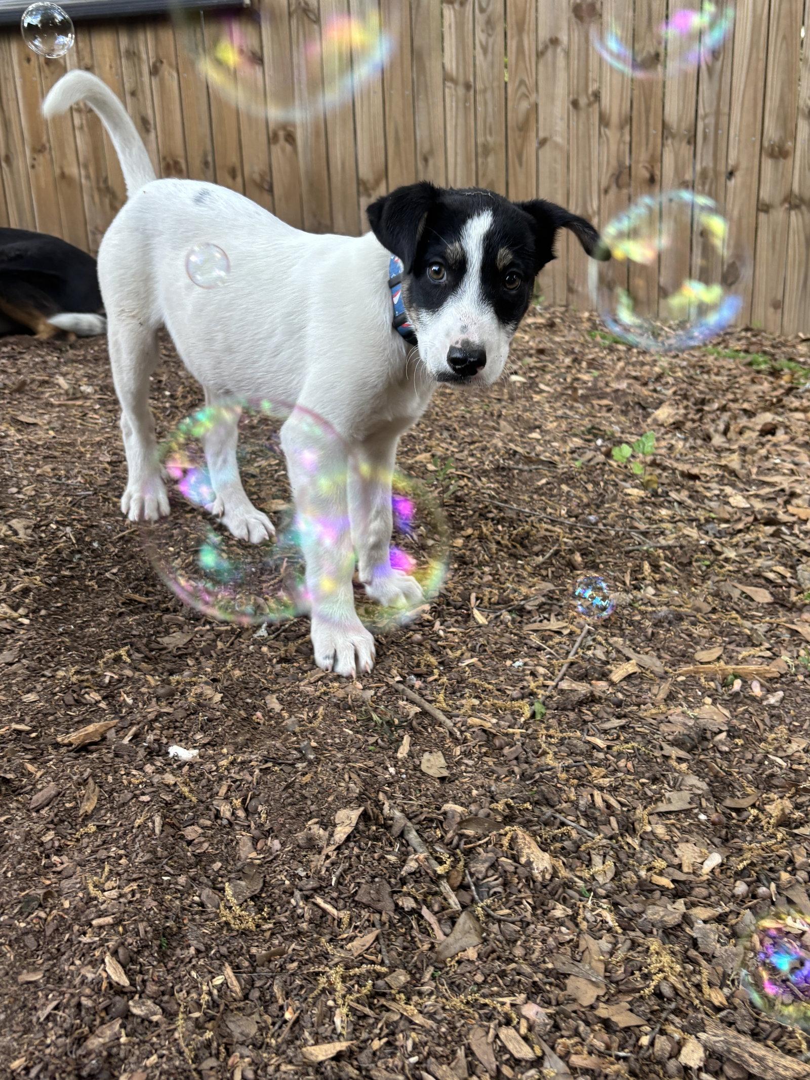 Enlarge Marlin, a Adopted mixed breed in Auburn, GA image 3/3