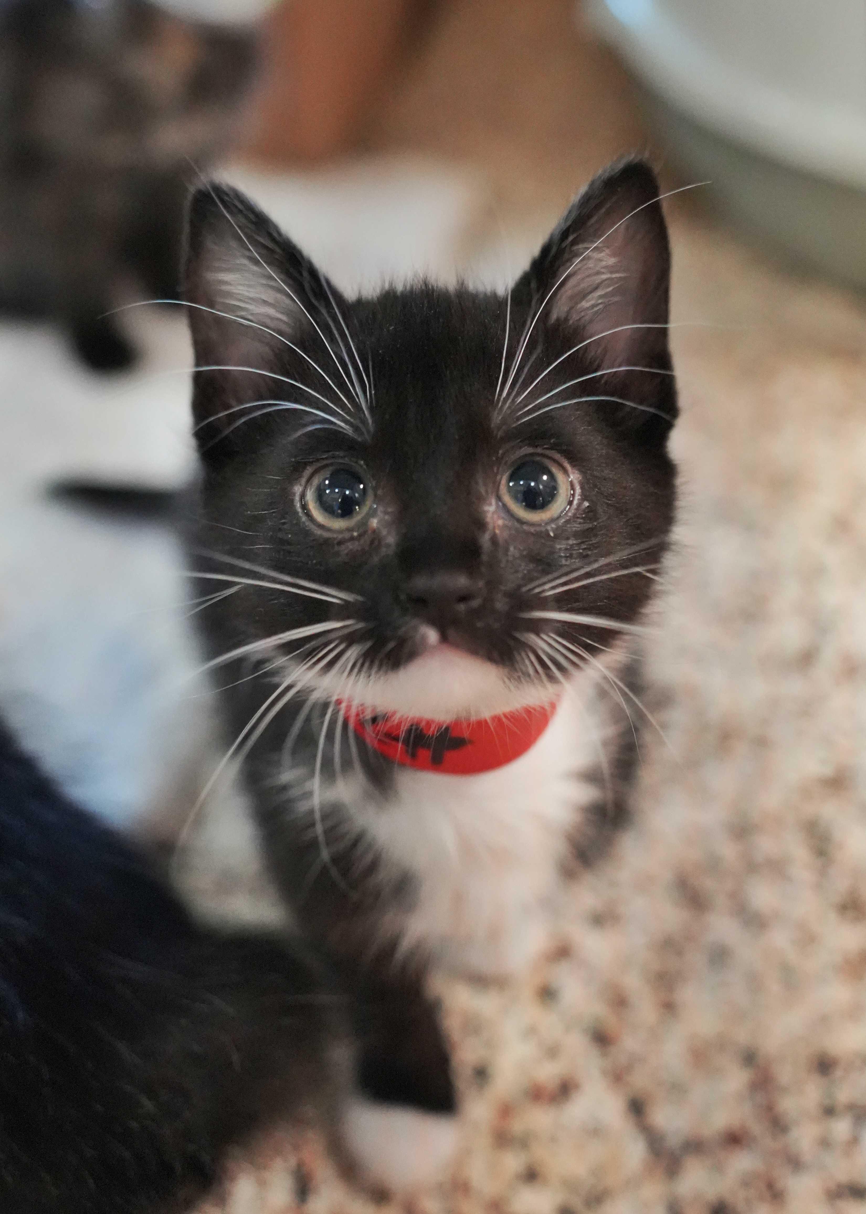 Charmie 62670, adopted, Young Female Domestic Short Hair.