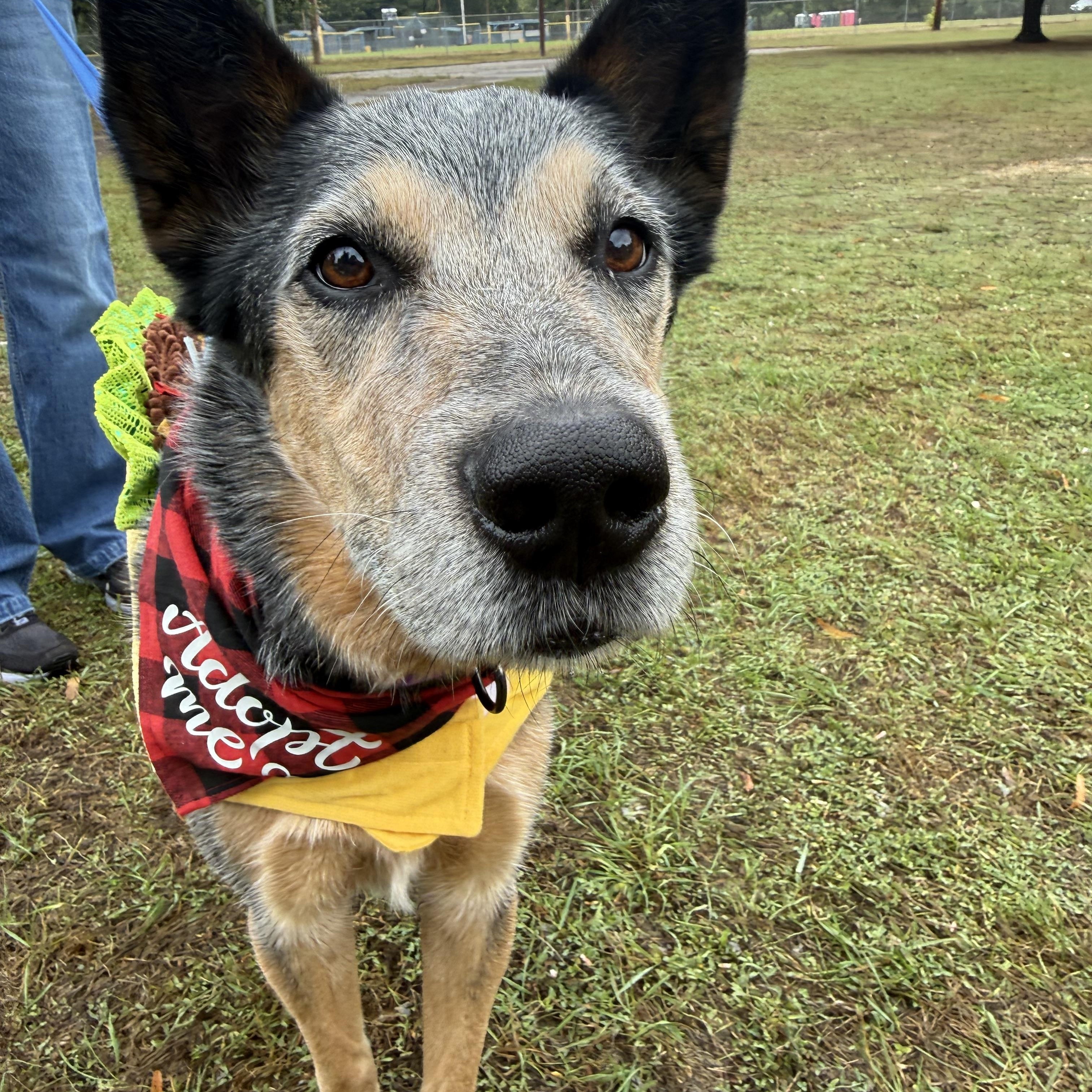 Enlarge Mike (Corvallis, OR), a Adoptable mixed breed in Corvallis, OR image 2/5