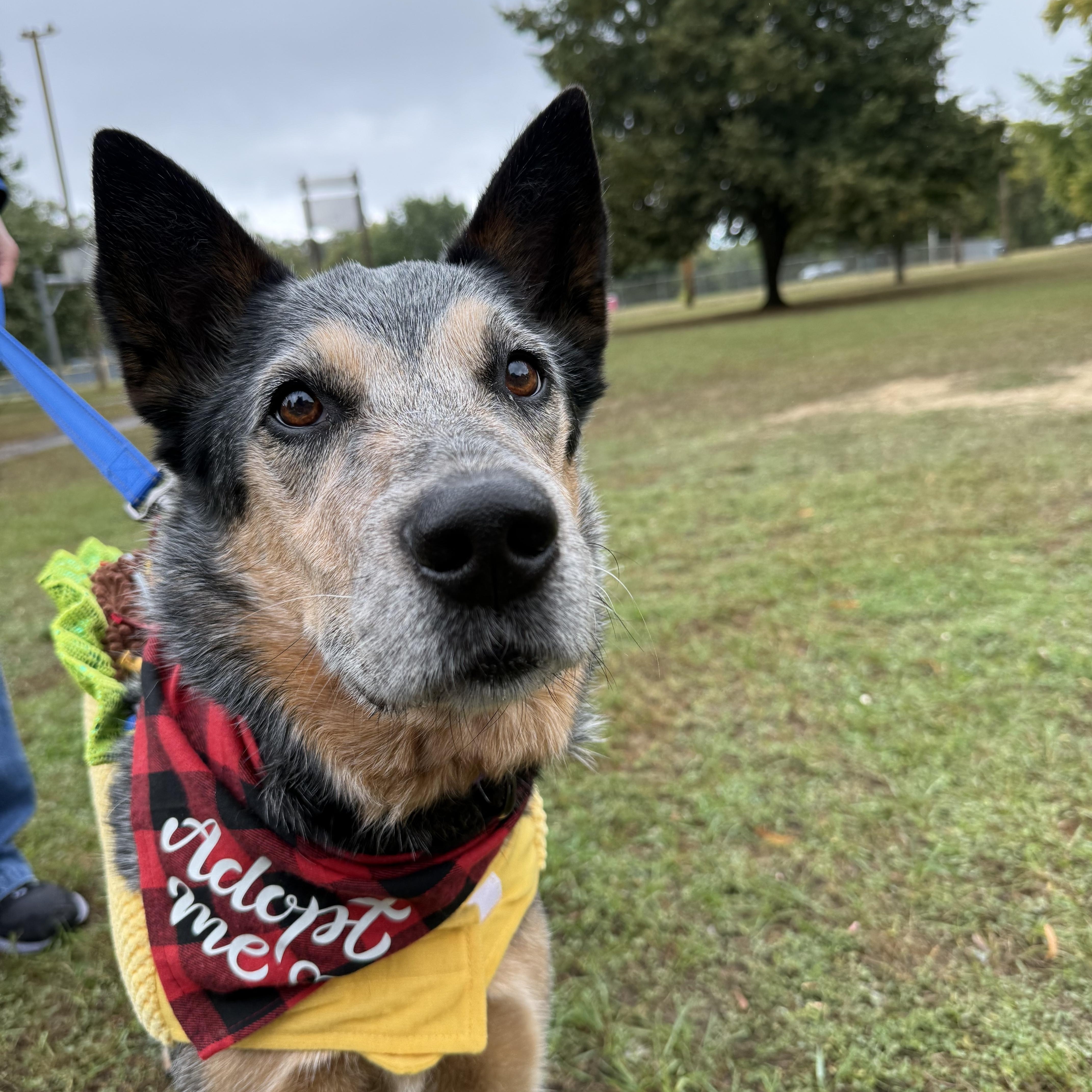 Mike (Corvallis, OR), Adoptable, Senior Male Australian Cattle Dog / Blue Heeler & Cattle Dog.