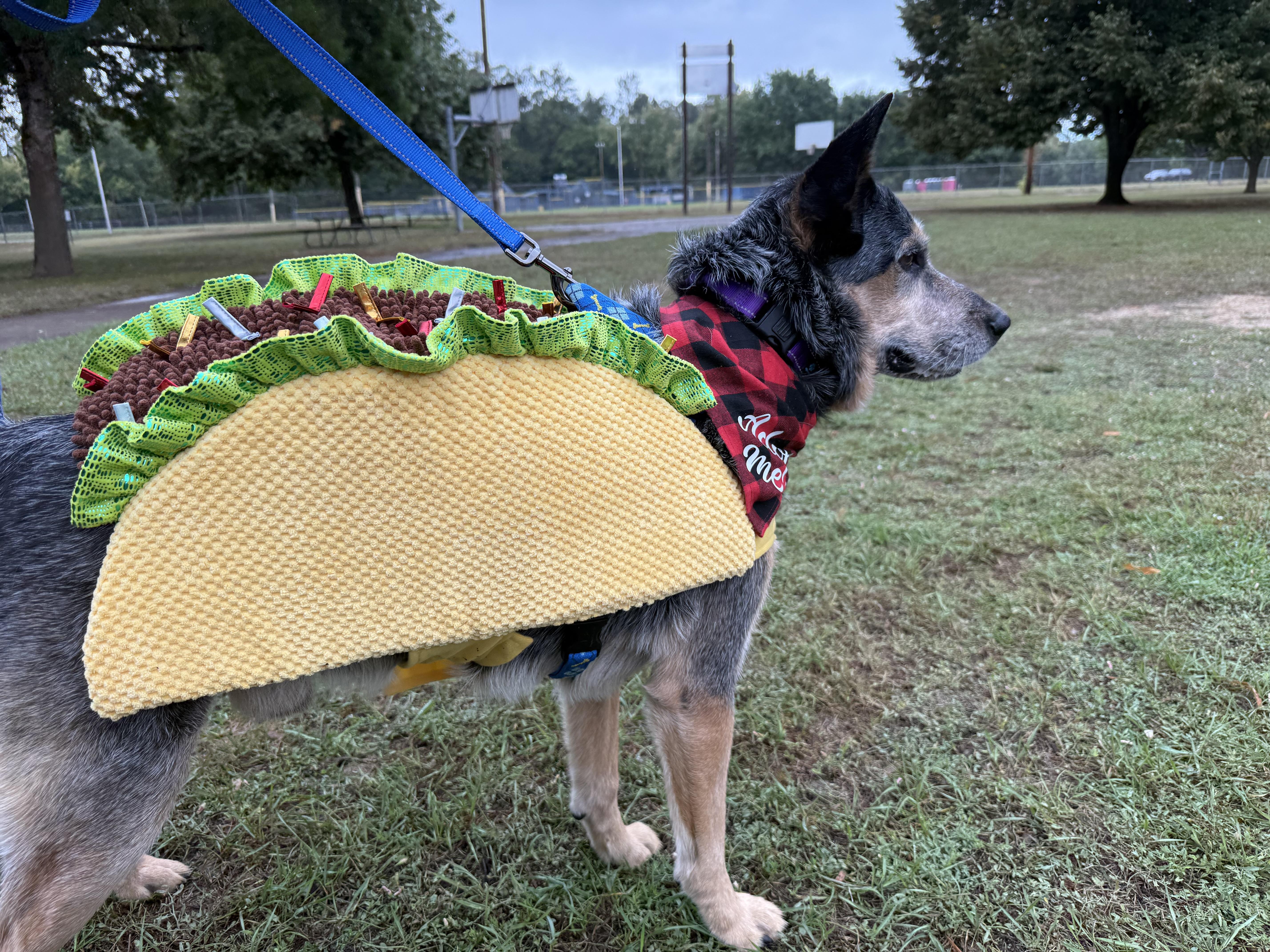 Enlarge Mike (Corvallis, OR), a Adoptable mixed breed in Corvallis, OR image 3/5
