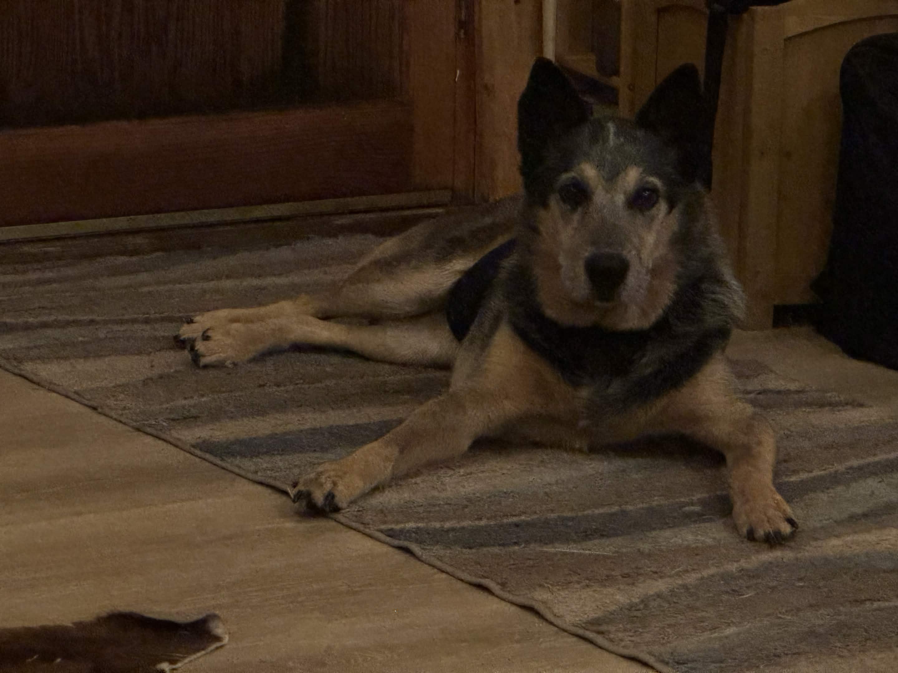 Enlarge Mike (Corvallis, OR), a Adoptable mixed breed in Corvallis, OR image 4/5