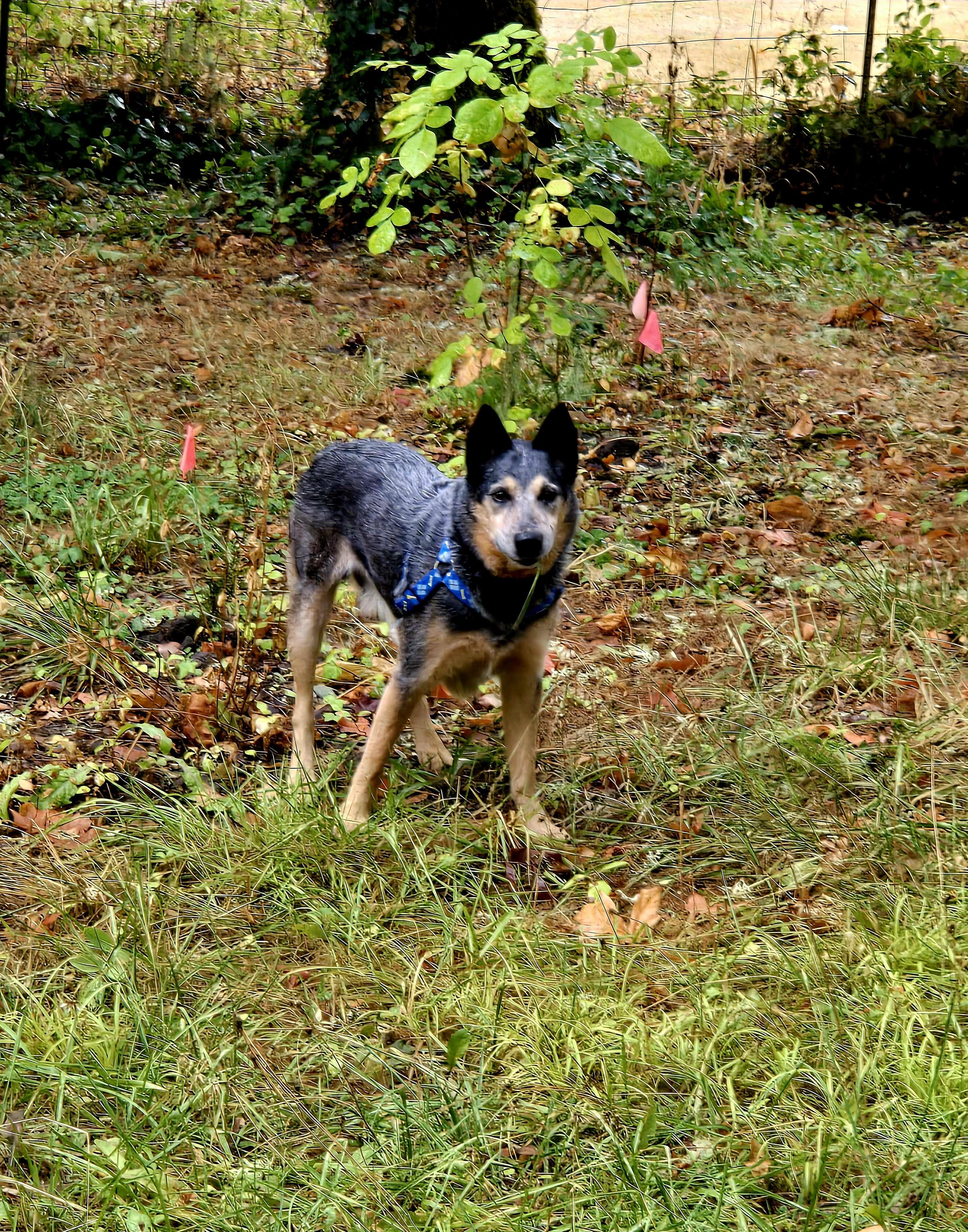 Enlarge Mike (Corvallis, OR), a Adoptable mixed breed in Corvallis, OR image 5/5