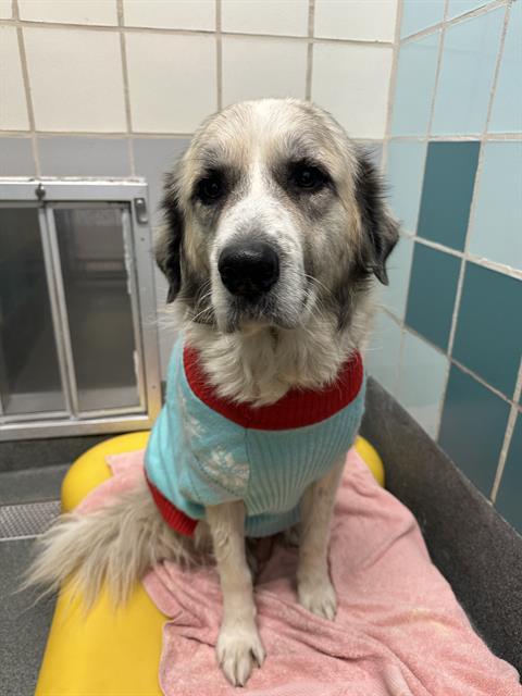 BABY, Adoptable, Adult Female Great Pyrenees & Mixed Breed.