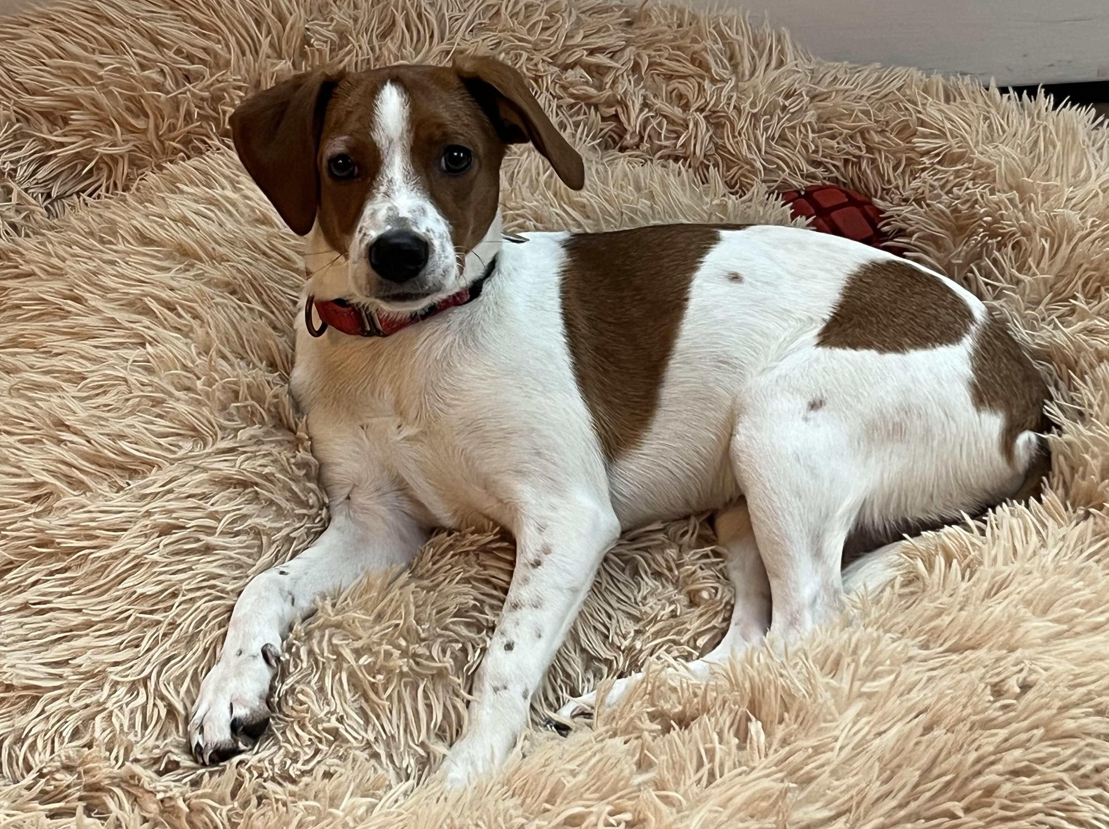 Bambi, Adoptable, Puppy Female Mixed Breed.