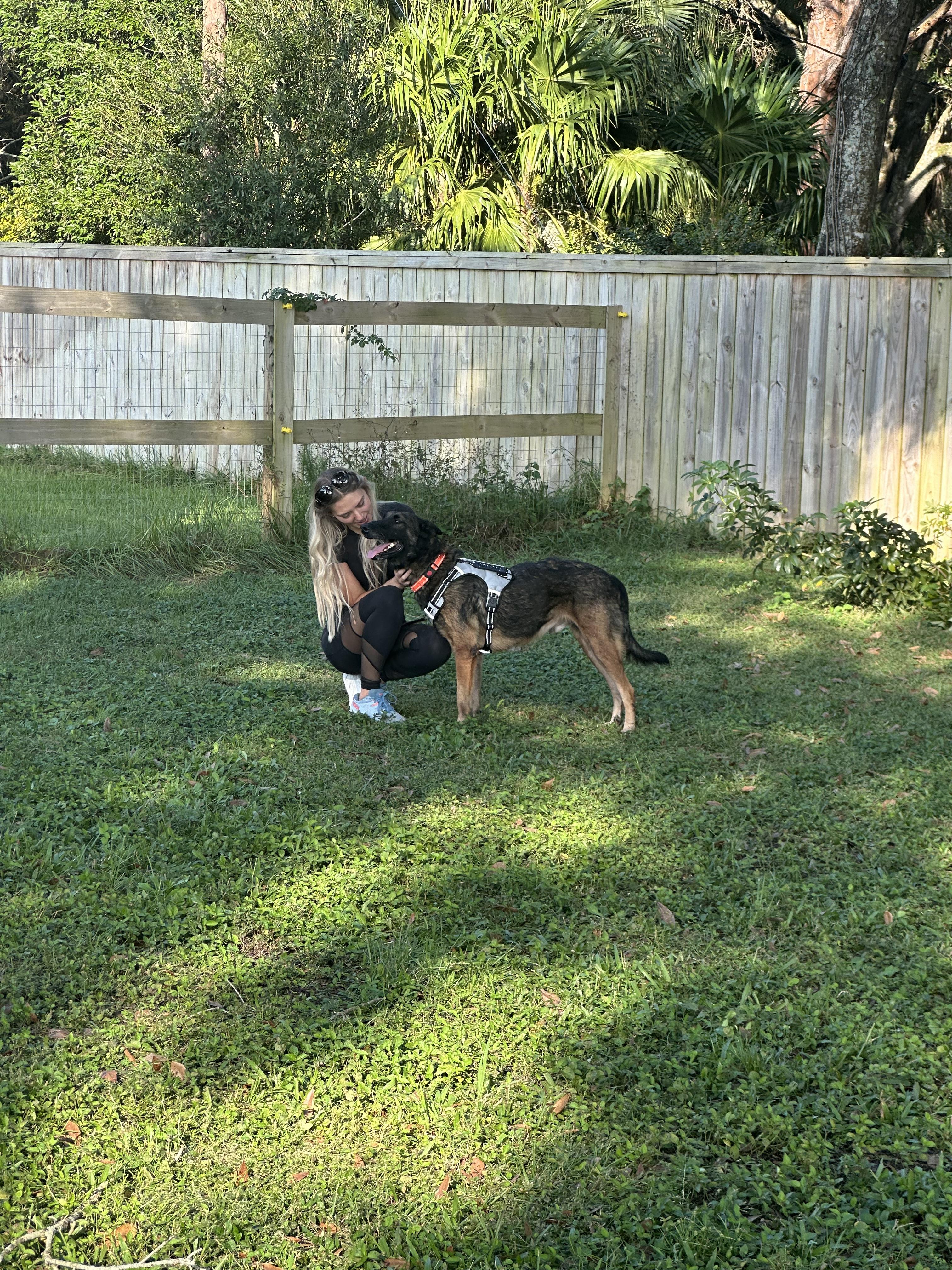 Sultan, a Adoptable Belgian Shepherd / Malinois in Port Saint Lucie, FL image 1/5