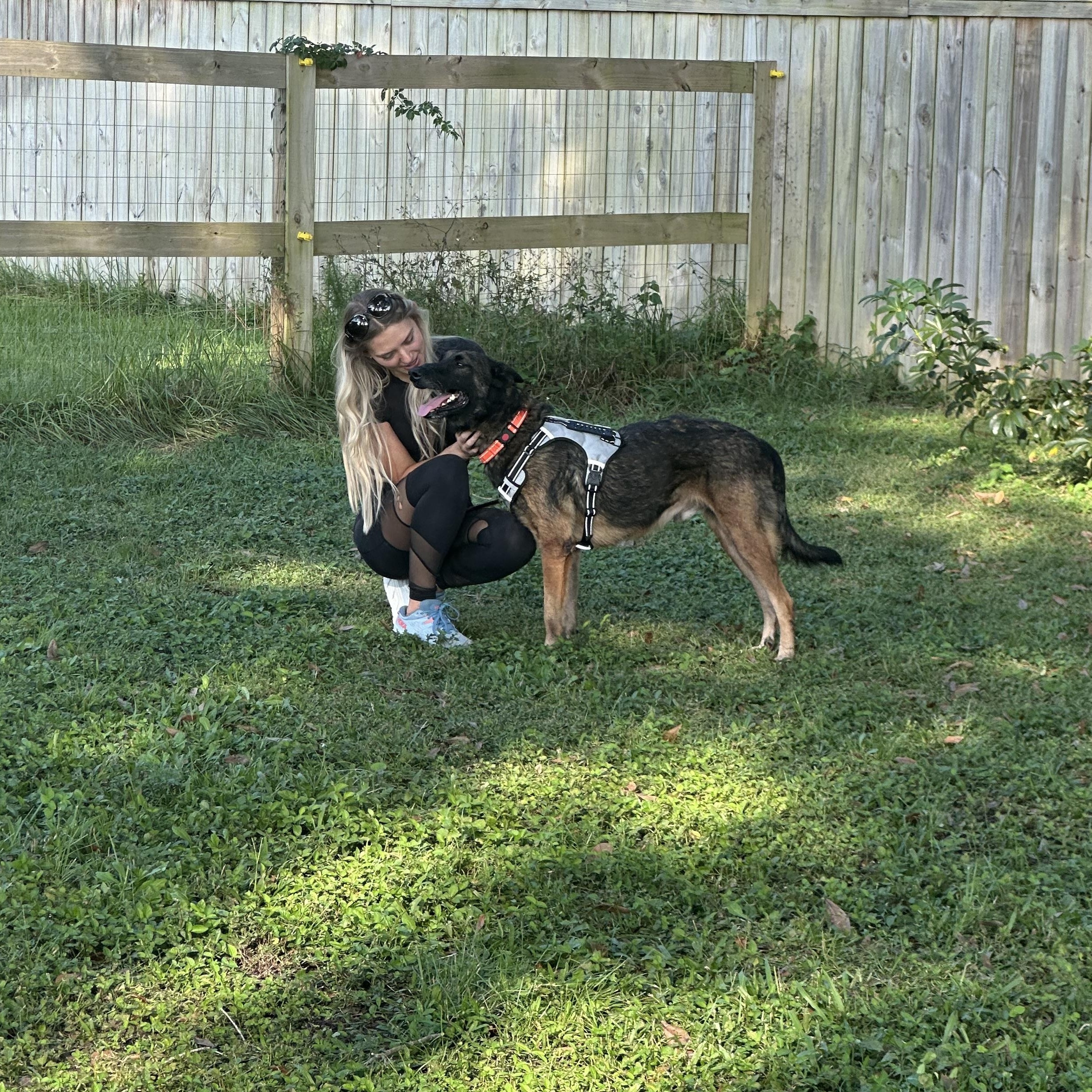 Sultan, a Adoptable Belgian Shepherd / Malinois in Port Saint Lucie, FL image 1/5