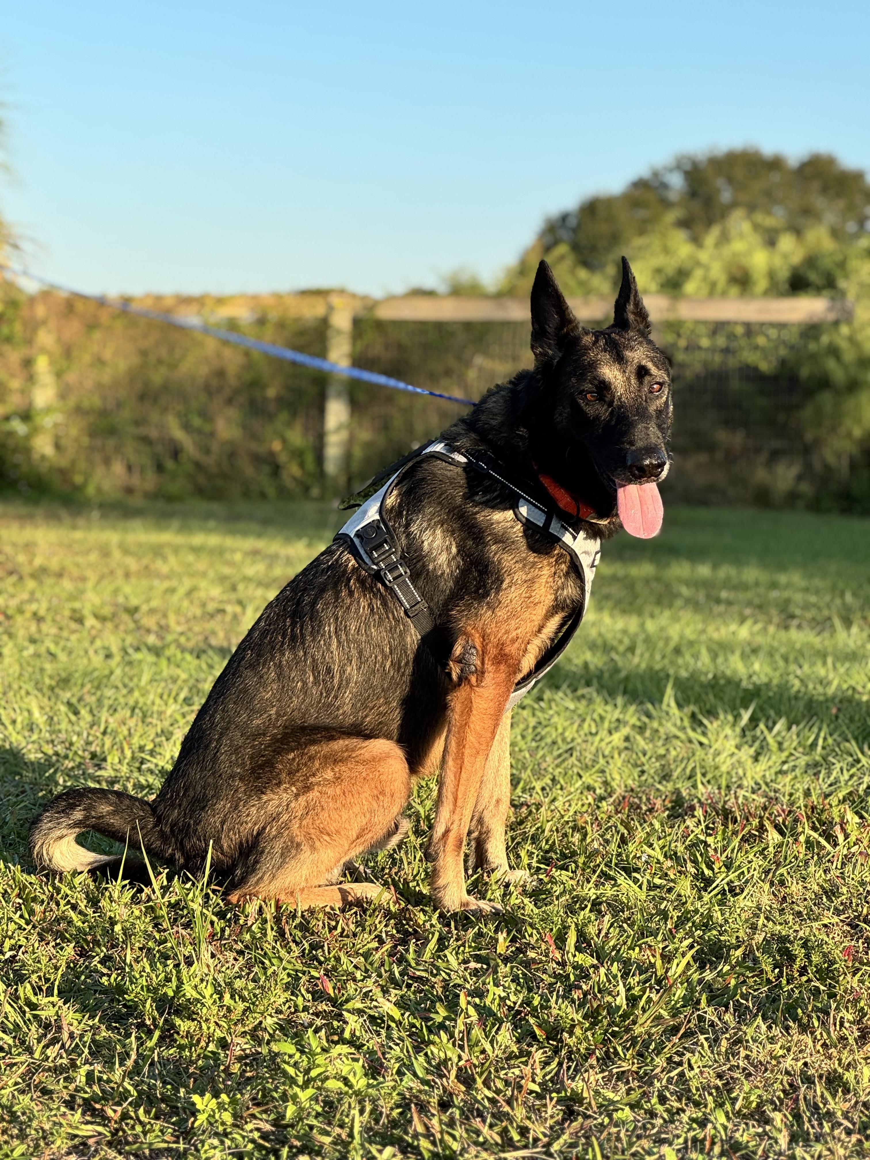 Sultan, a Adoptable Belgian Shepherd / Malinois in Port Saint Lucie, FL image 4/5