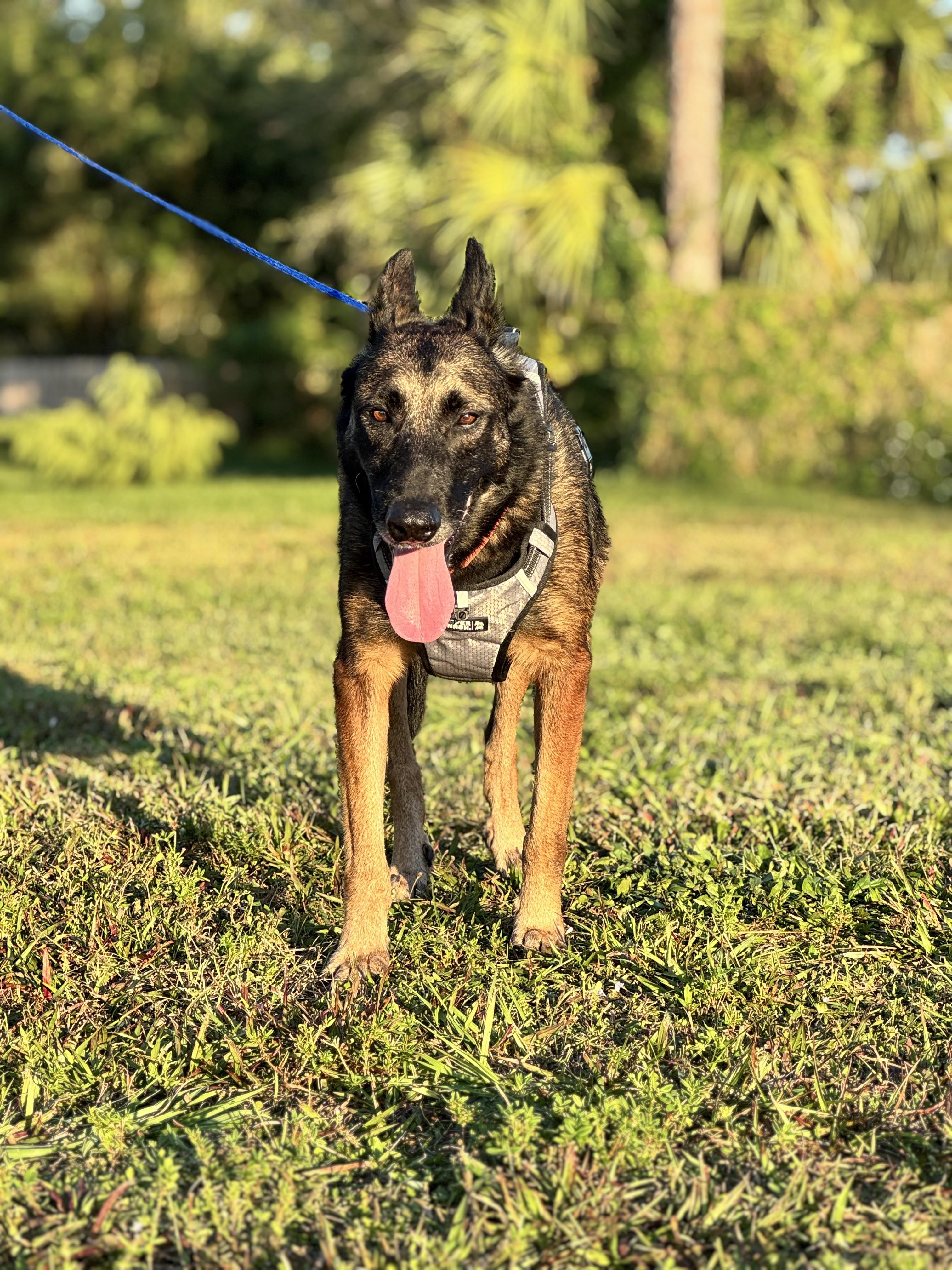 Sultan, a Adoptable Belgian Shepherd / Malinois in Port Saint Lucie, FL image 5/5