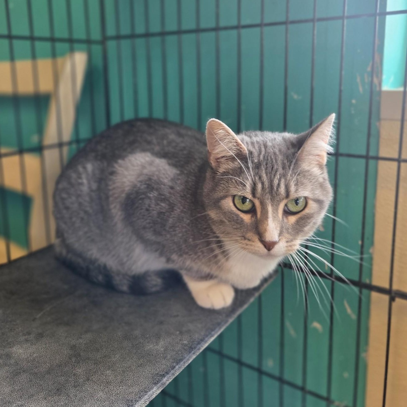 Vivian, ADOPTABLE, Adult Female Domestic Short Hair.