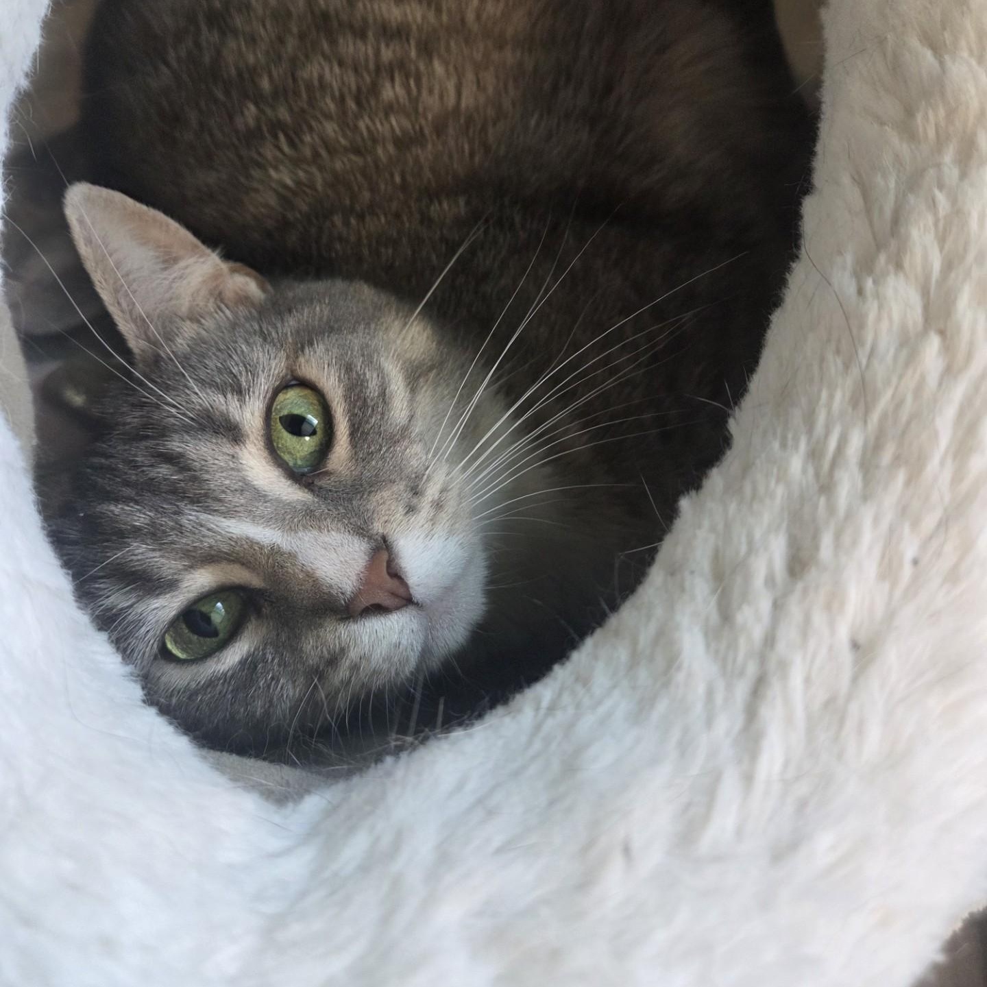 Vivian, a ADOPTABLE Domestic Short Hair in Brookings, SD image 2/2