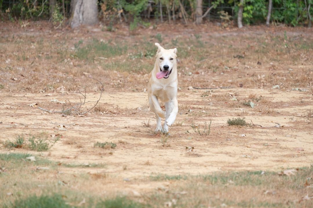 Hopper, Young Male Husky