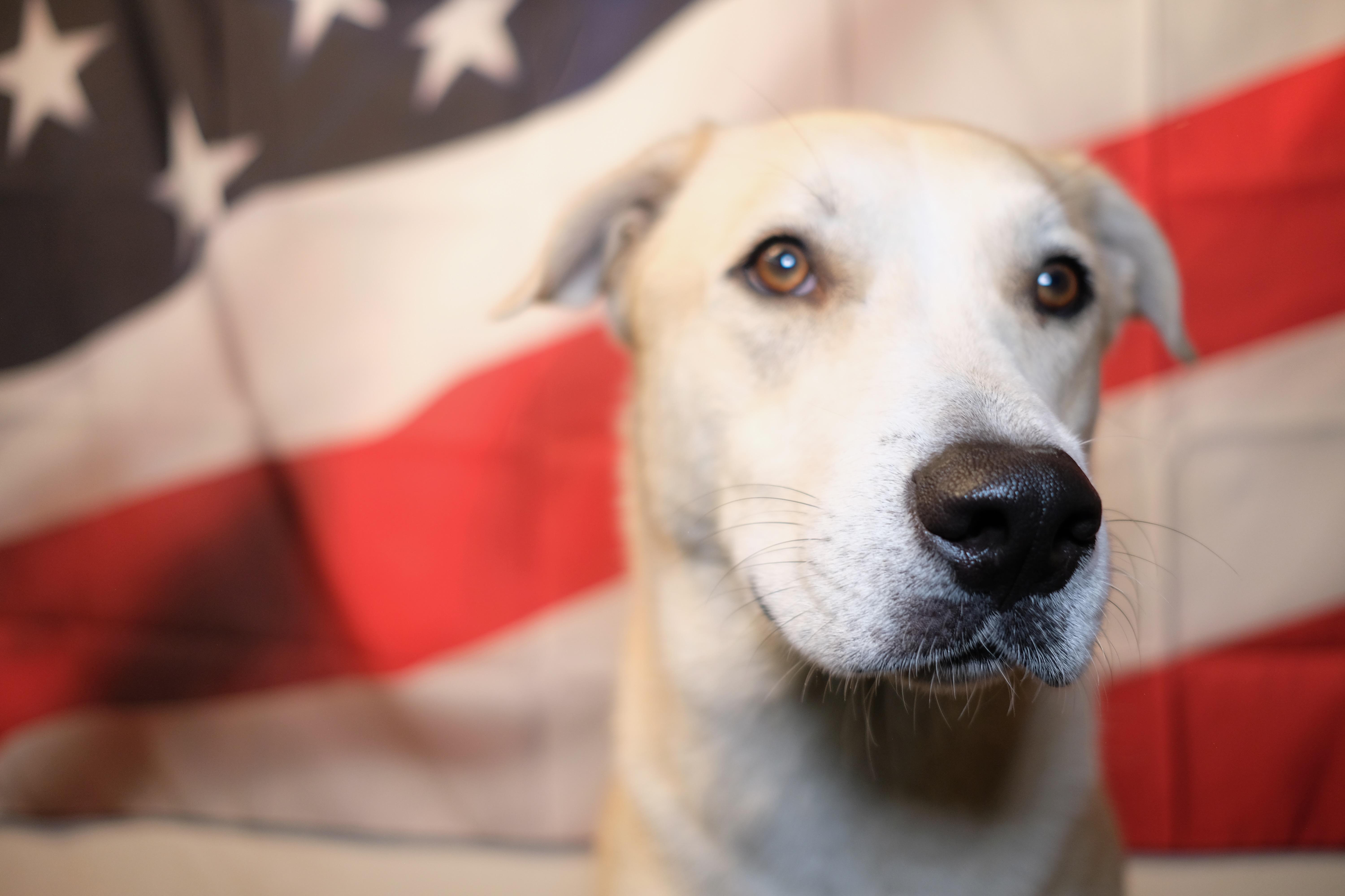 Hopper, a Adoptable Husky in New Caney, TX image 2/2