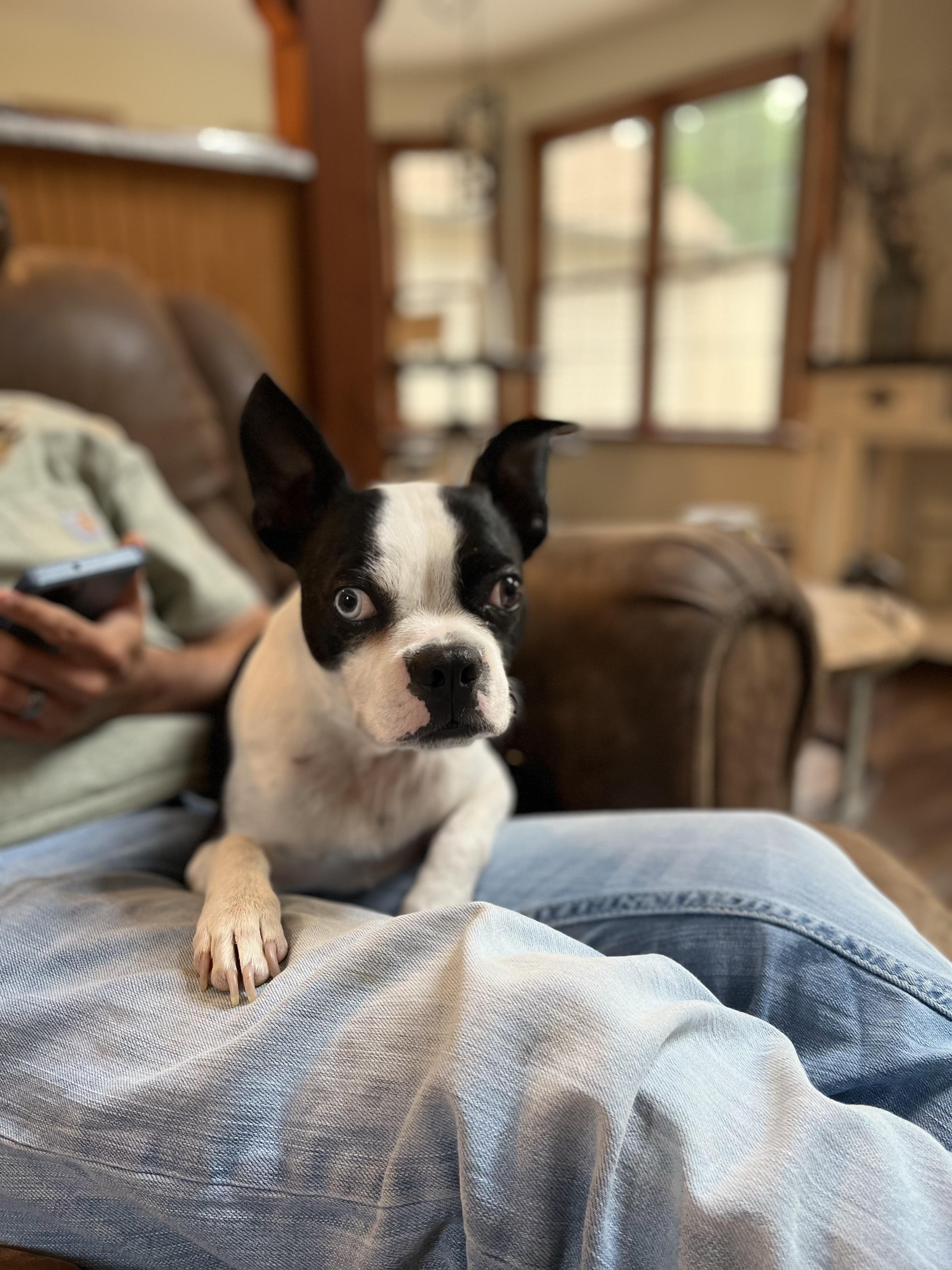 Blitz, a Adoptable Boston Terrier in New York, NY image 2/2