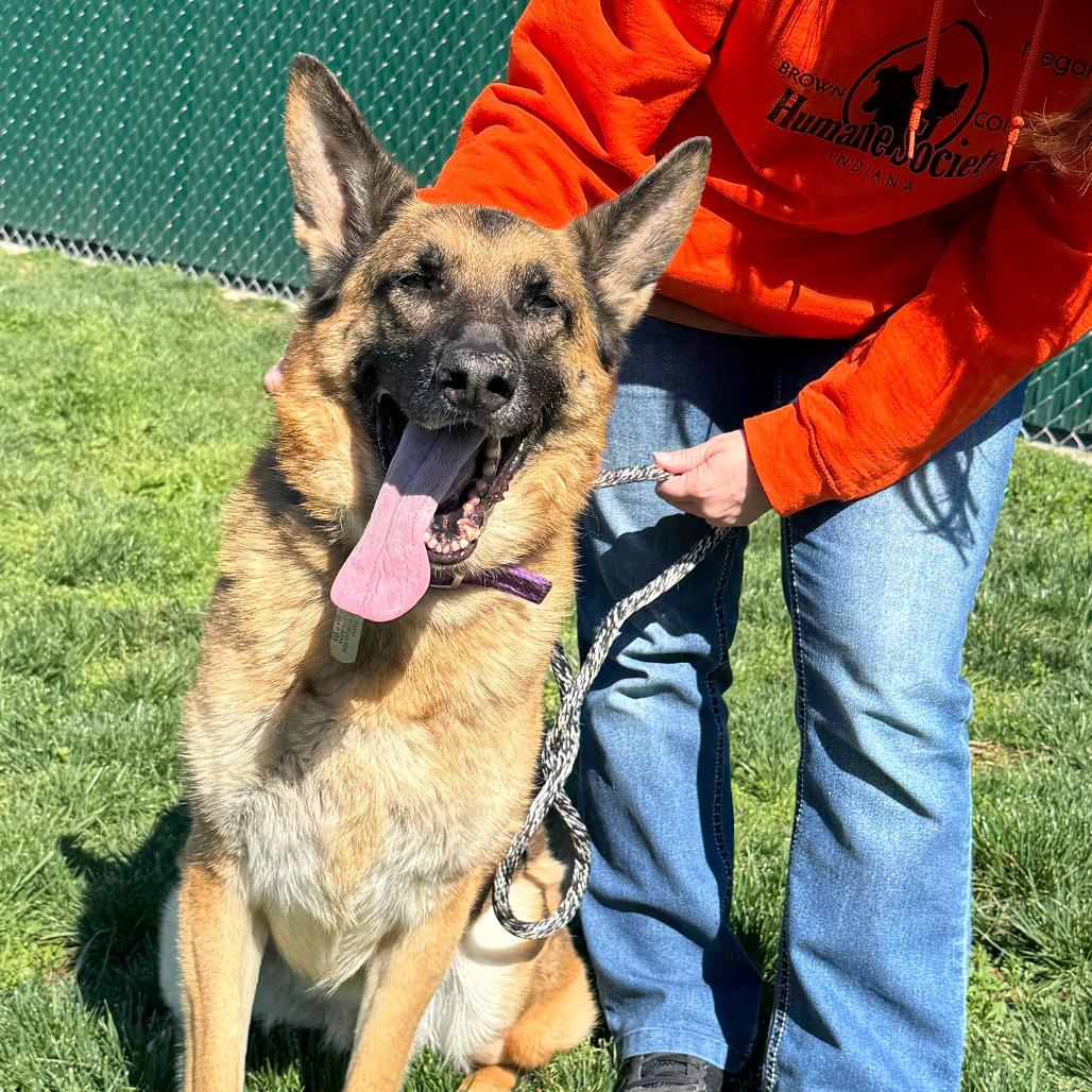 Enlarge Delta, a Adoptable German Shepherd Dog in Nashville, IN image 1/6