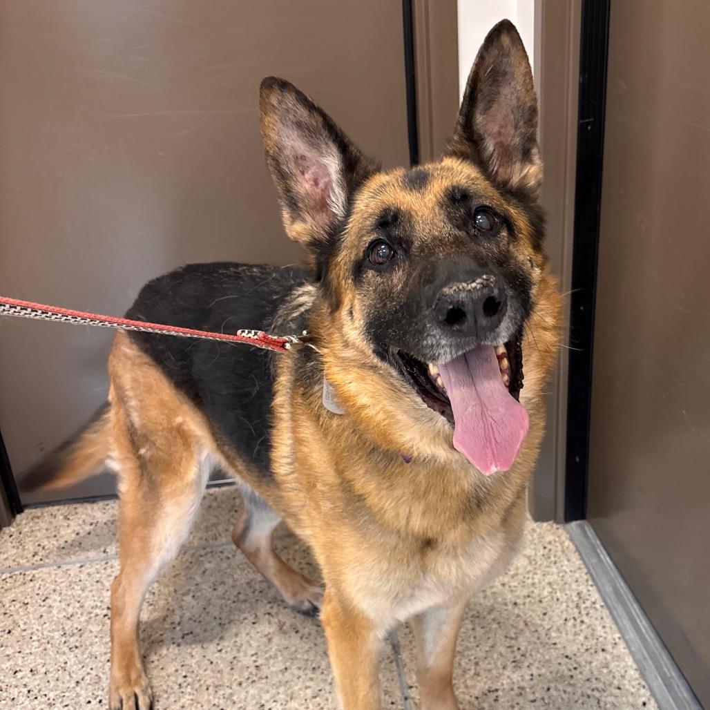 Enlarge Delta, a Adoptable German Shepherd Dog in Nashville, IN image 2/6
