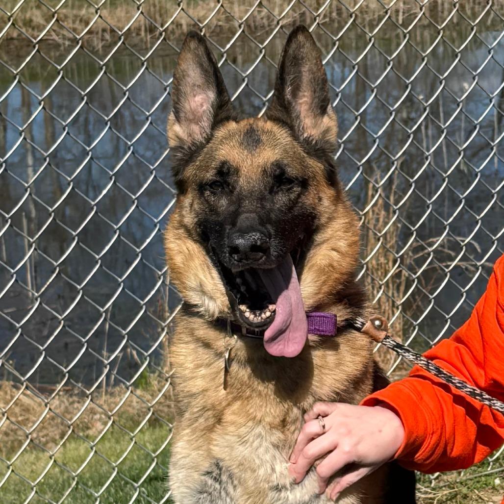 Enlarge Delta, a Adoptable German Shepherd Dog in Nashville, IN image 3/6