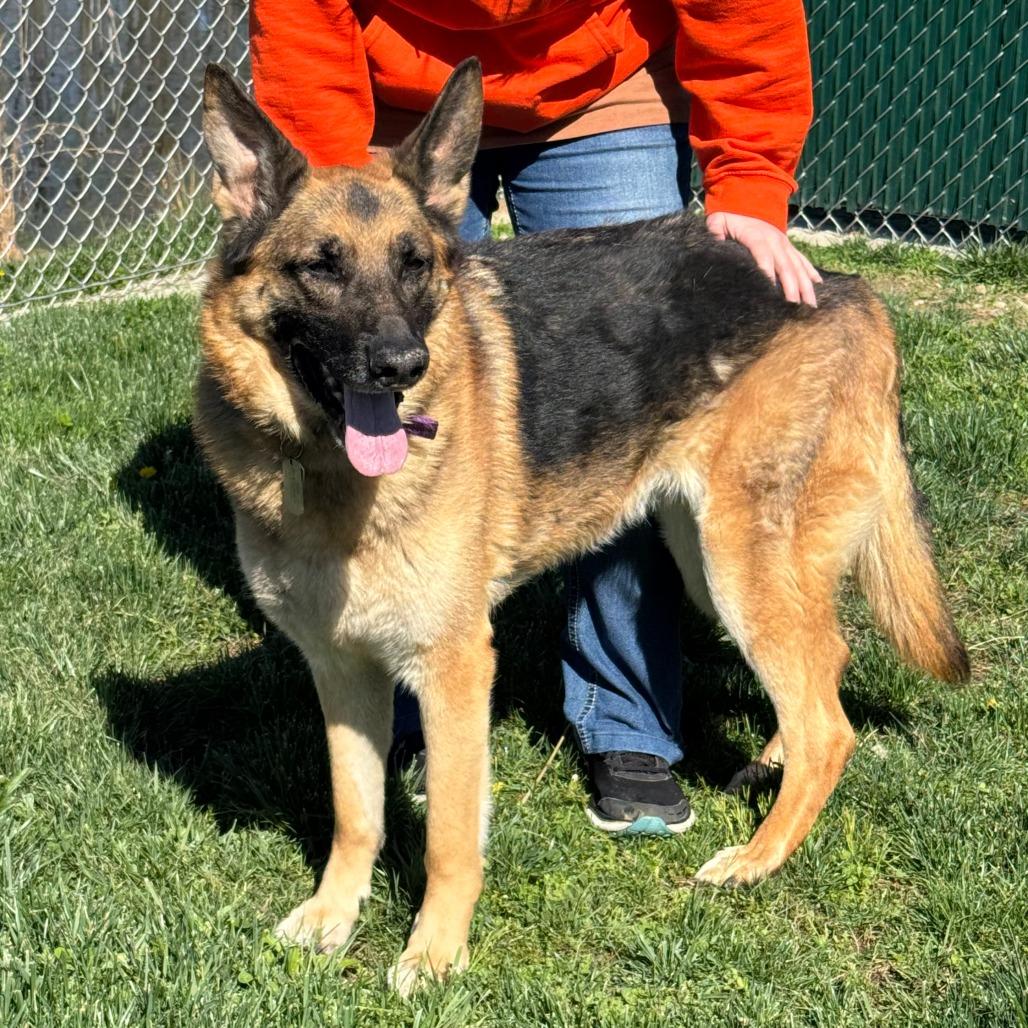 Enlarge Delta, a Adoptable German Shepherd Dog in Nashville, IN image 4/6