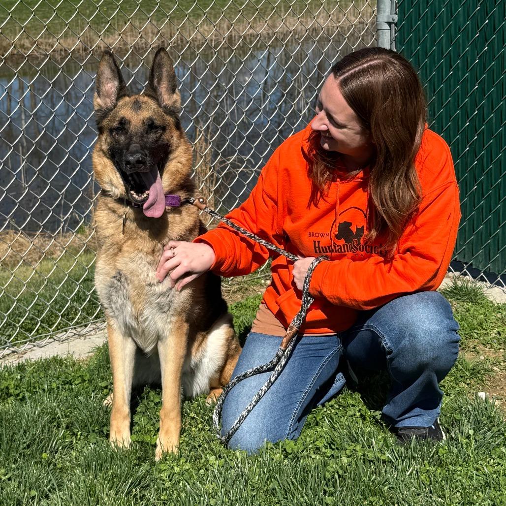 Enlarge Delta, a Adoptable German Shepherd Dog in Nashville, IN image 5/6