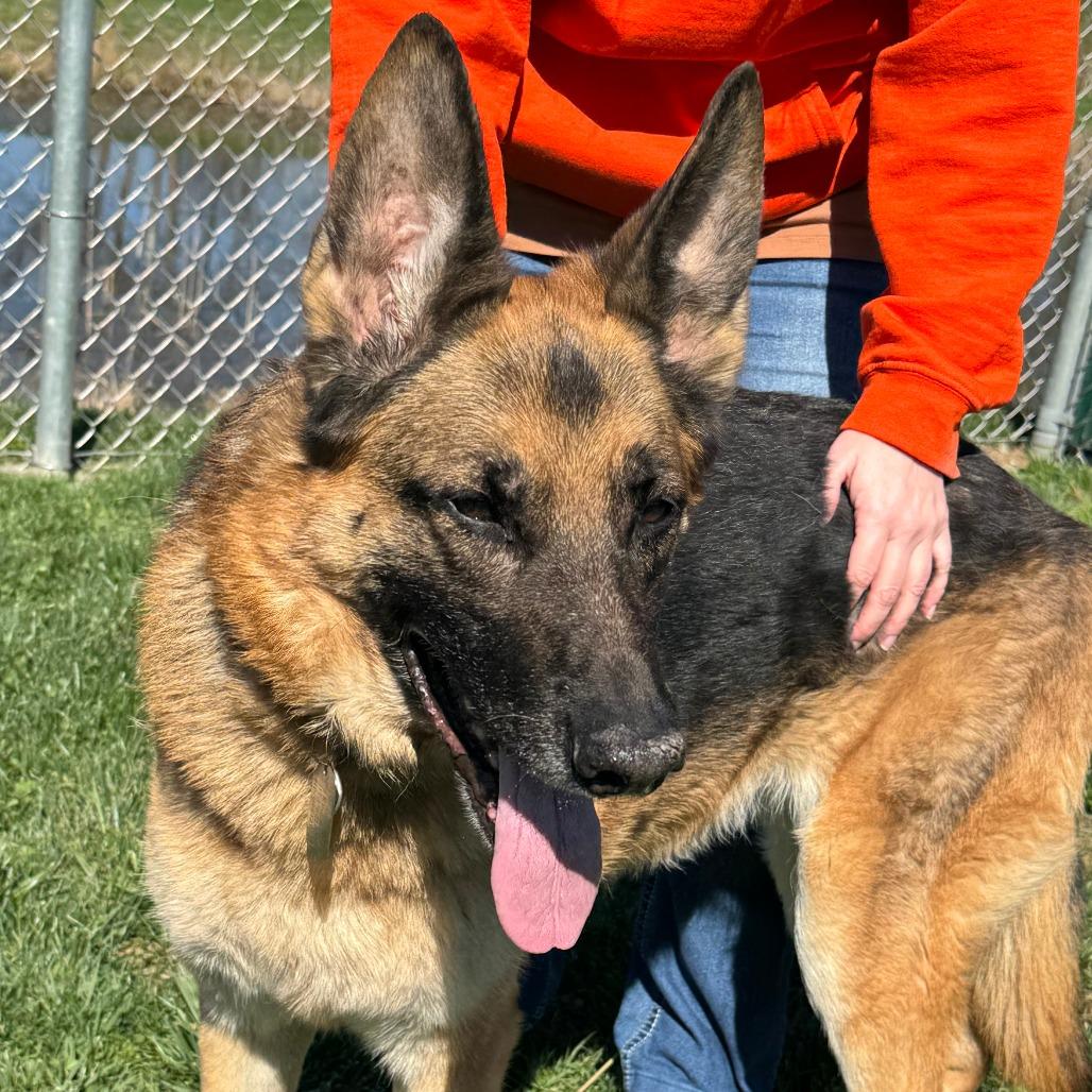 Enlarge Delta, a Adoptable German Shepherd Dog in Nashville, IN image 6/6