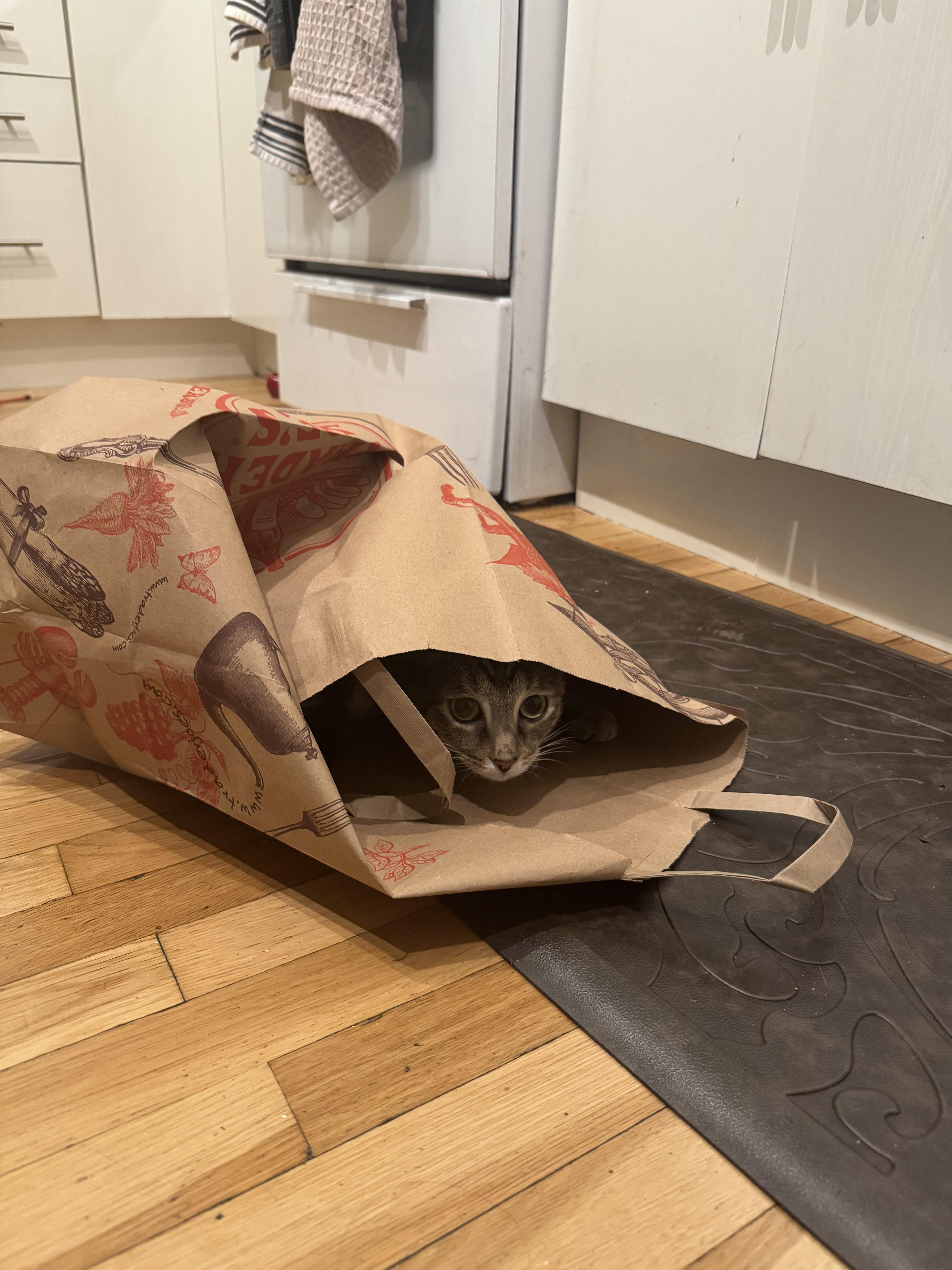 Enlarge Donna, a Adoptable Domestic Short Hair in Cleveland Heights, OH image 6/6