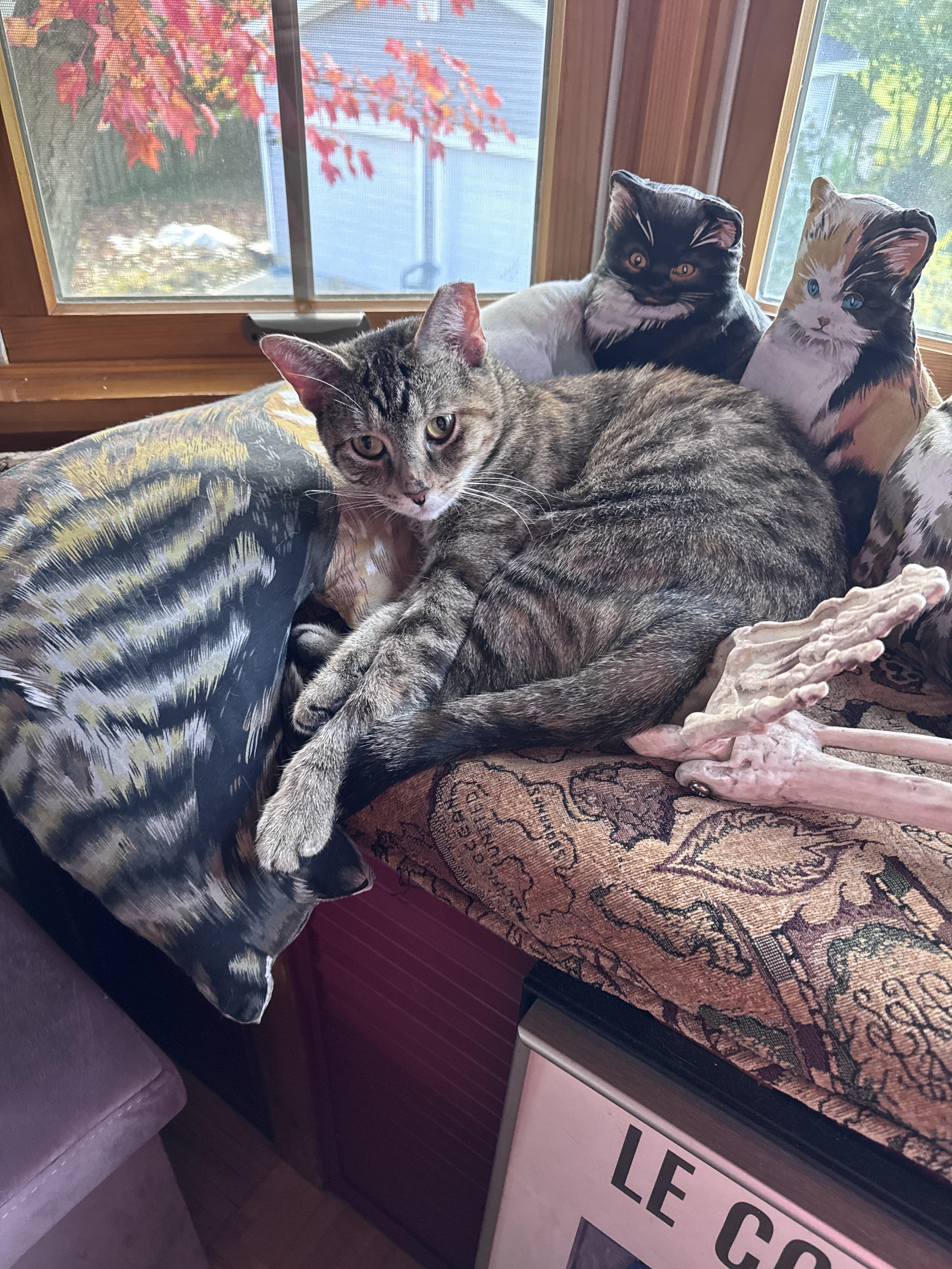 Enlarge Donna, a Adoptable Domestic Short Hair in Cleveland Heights, OH image 4/6