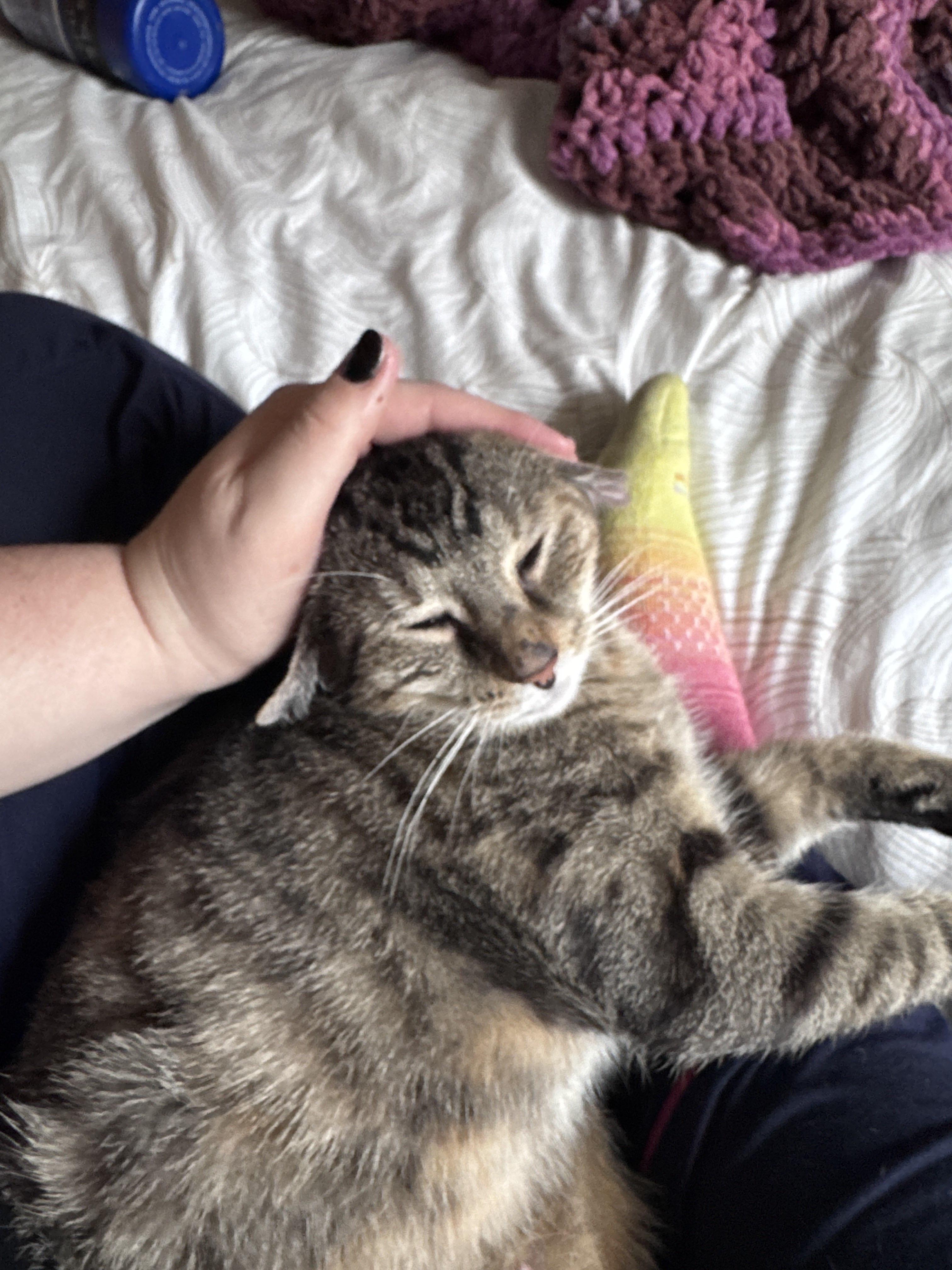 Enlarge Donna, a Adoptable Domestic Short Hair in Cleveland Heights, OH image 5/6