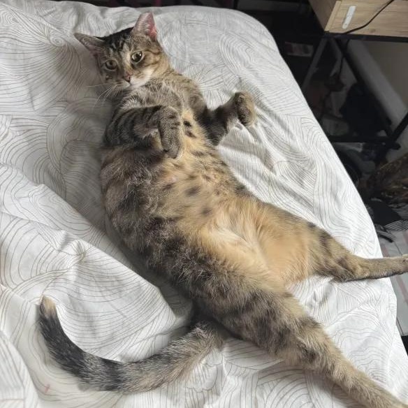 Donna, Adoptable, Adult Female Domestic Short Hair.