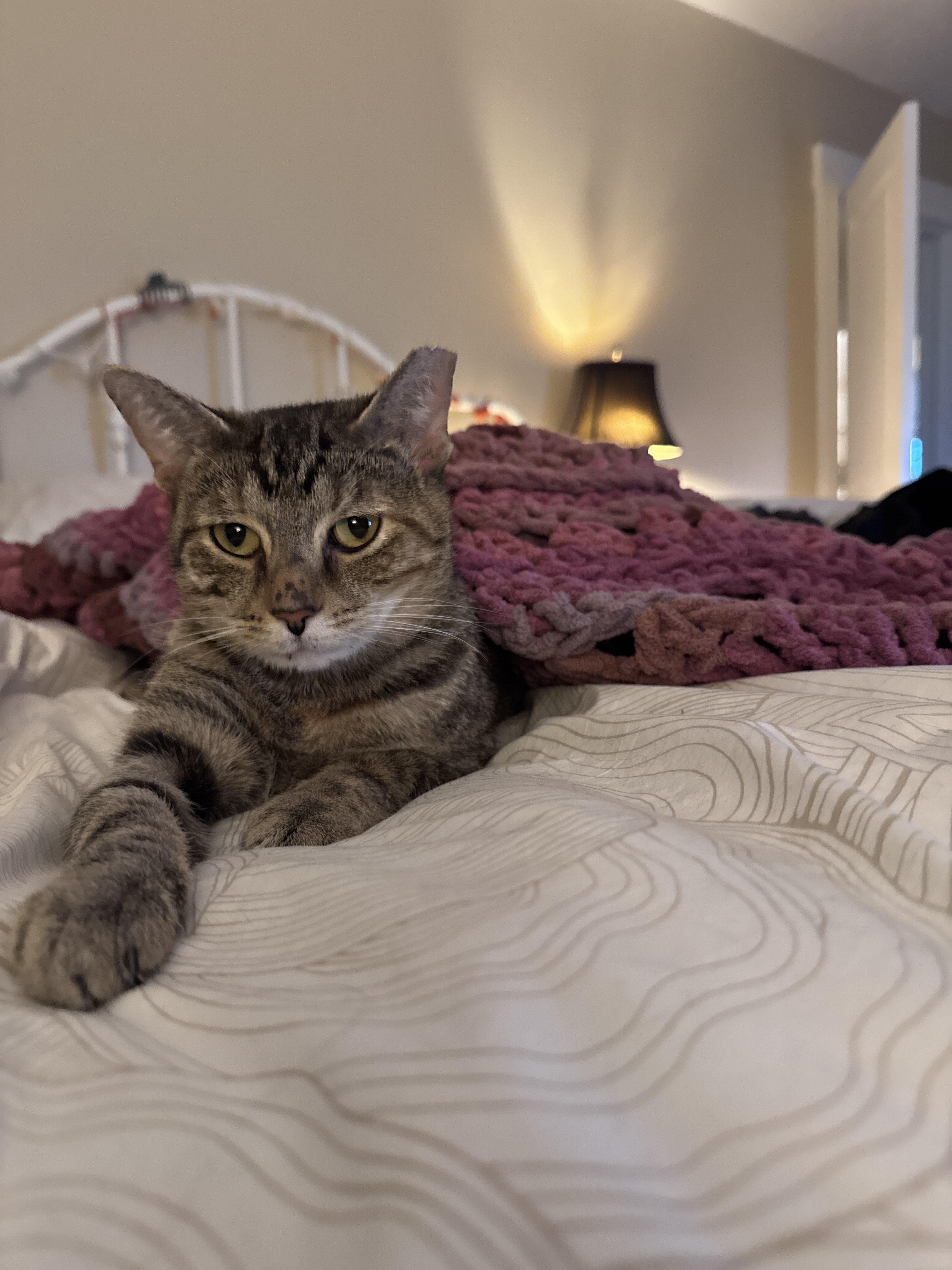 Enlarge Donna, a Adoptable Domestic Short Hair in Cleveland Heights, OH image 2/6