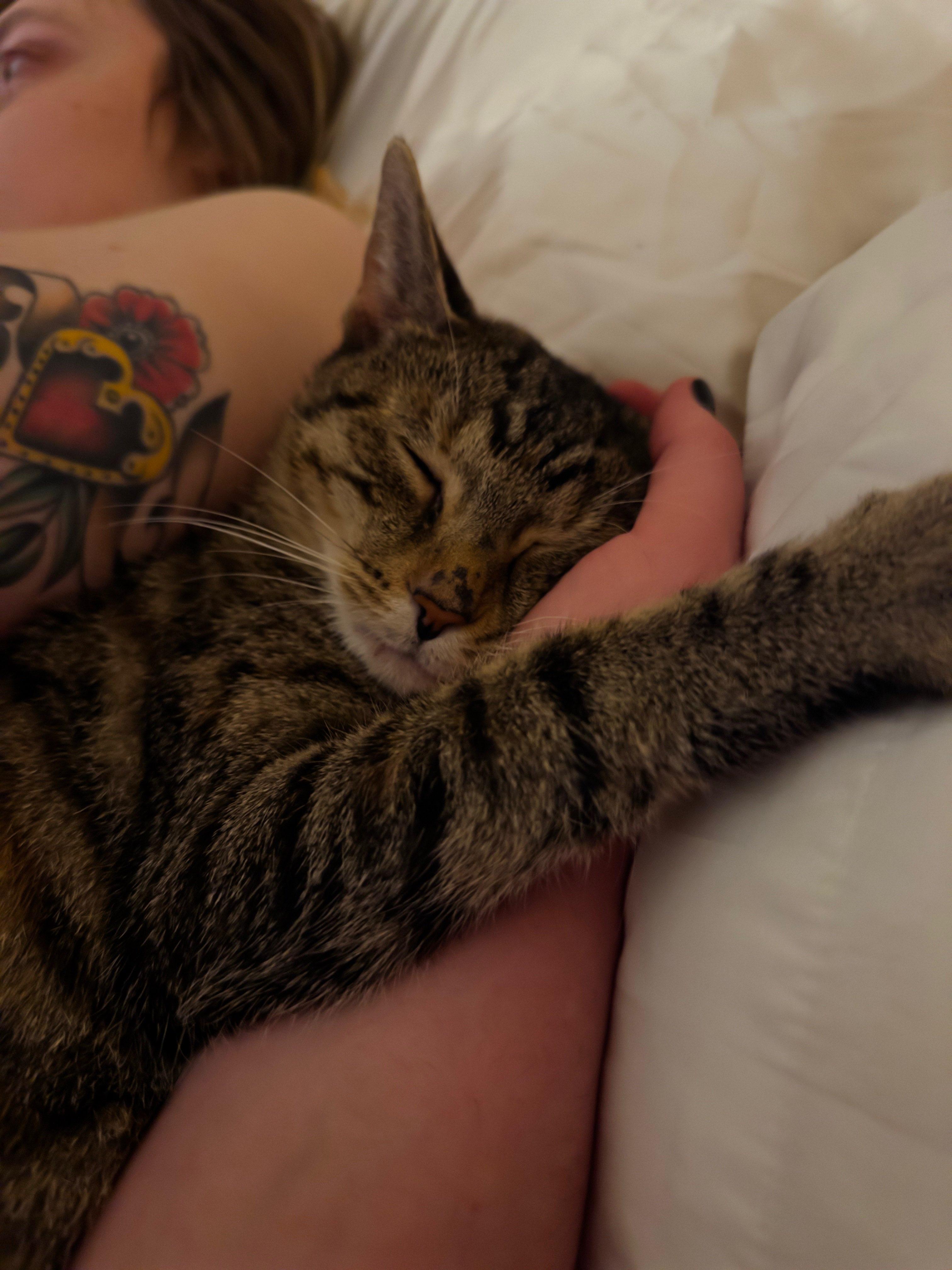 Enlarge Donna, a Adoptable Domestic Short Hair in Cleveland Heights, OH image 3/6