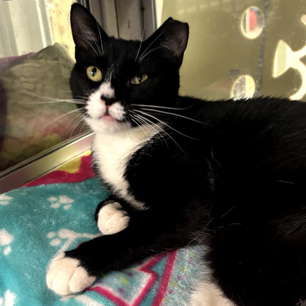 Nocturne, Adoptable, Adult Female Domestic Short Hair.