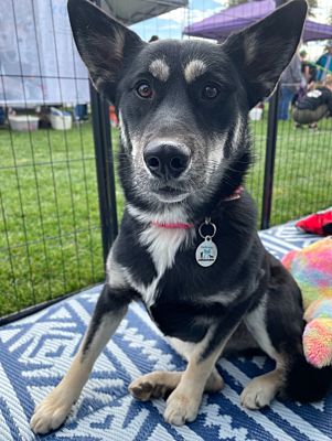 Enlarge Mattie, a Adoptable mixed breed in Phoenix, AZ image 1/2