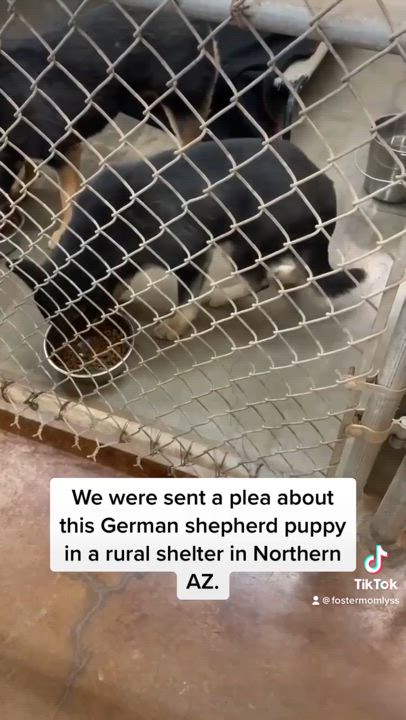 Enlarge Mattie, a Adoptable mixed breed in Phoenix, AZ video 2/2