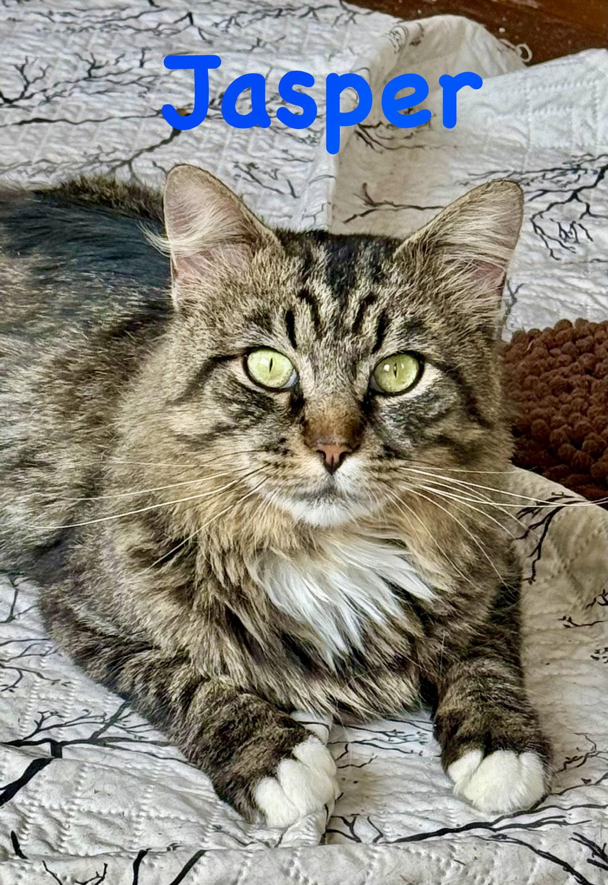 Enlarge Jasper, a Adoptable Domestic Long Hair in Reston, VA image 1/3