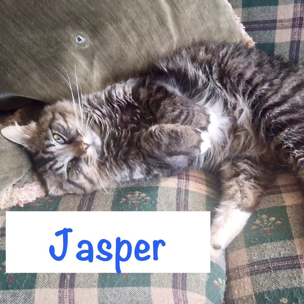 Enlarge Jasper, a Adoptable Domestic Long Hair in Reston, VA image 2/3