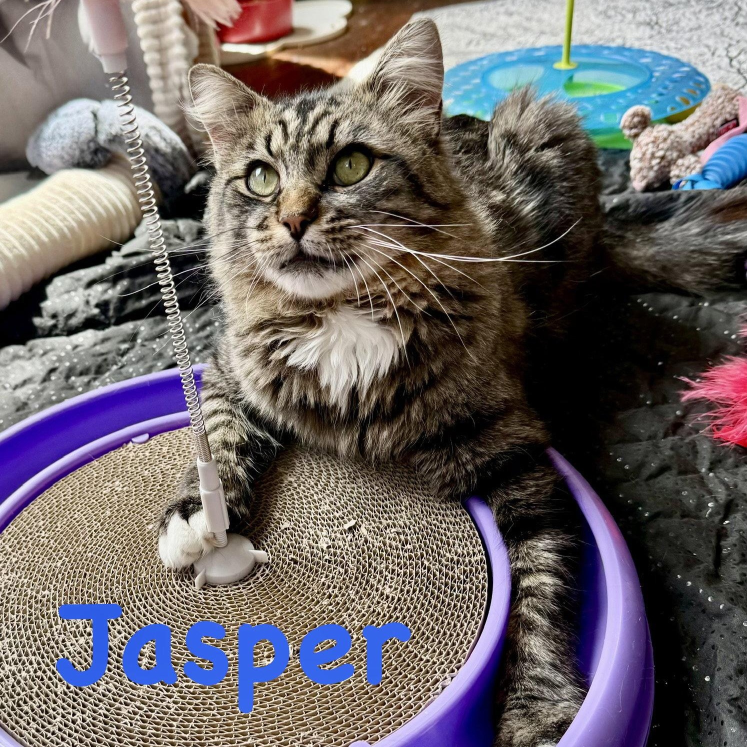 Enlarge Jasper, a Adoptable Domestic Long Hair in Reston, VA image 3/3